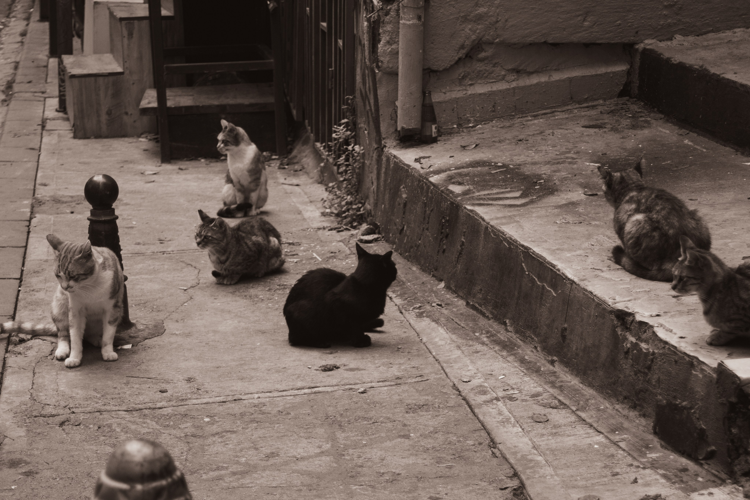 Животные. Фотограф Москва, портрет, стрит, репортаж. Художественная фотосессия