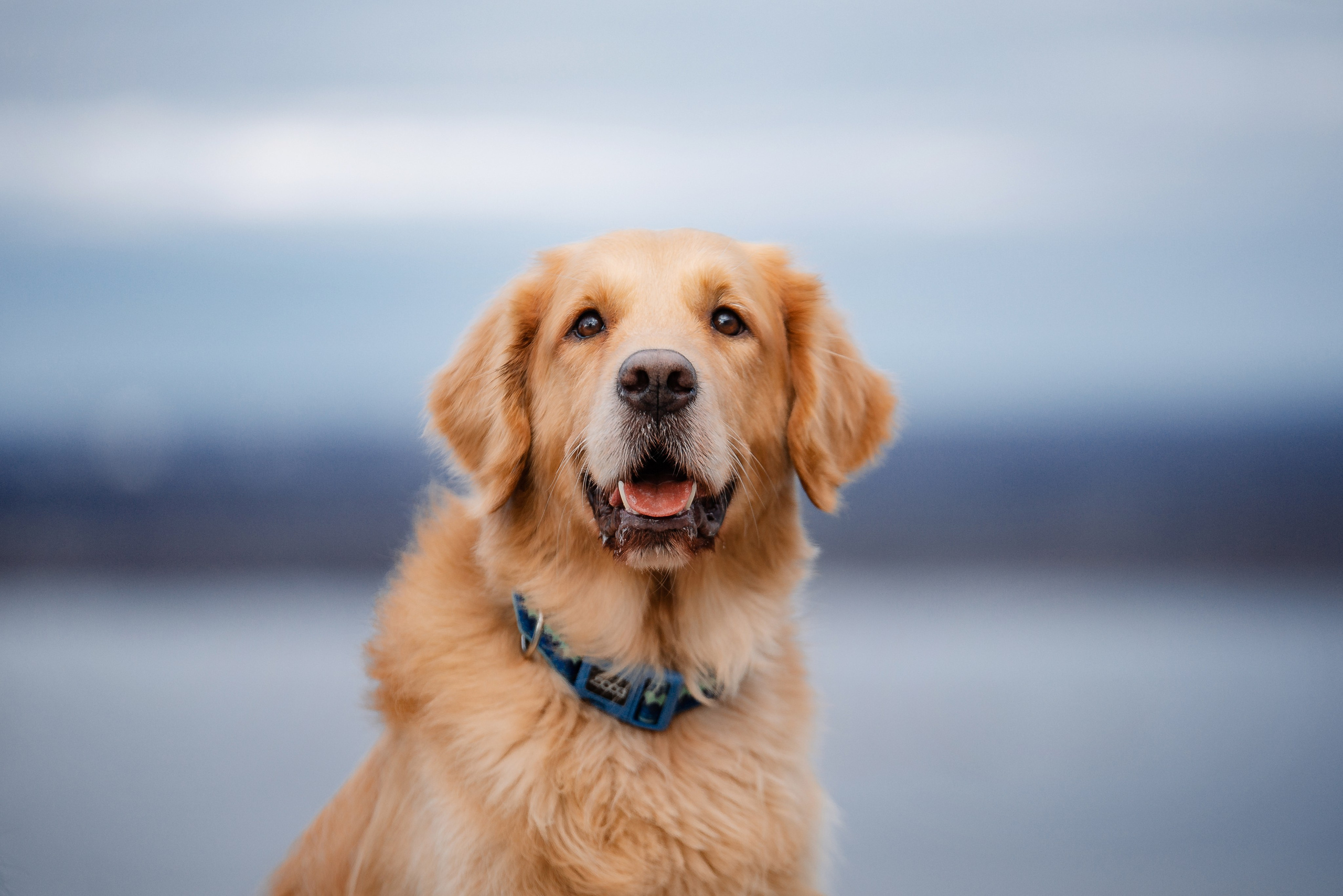 Юля, Стёпа и Мята. Фотограф-анималист Анастасия Парфенова|Екатеринбург