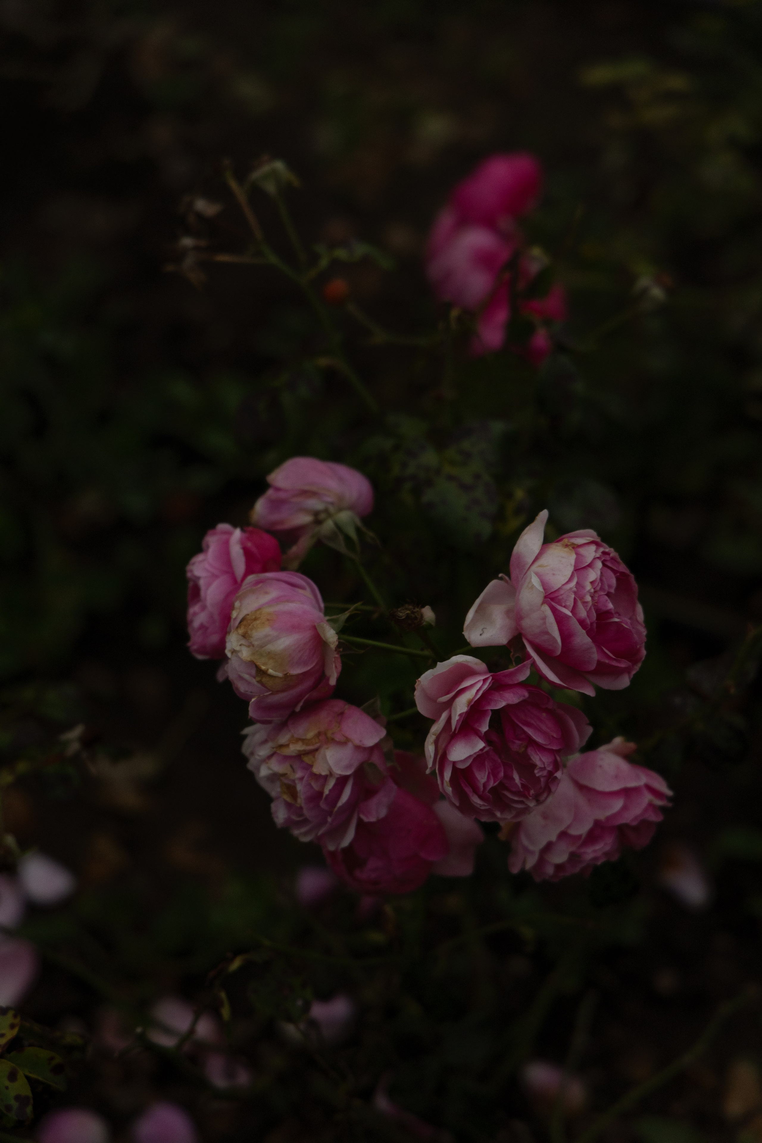 Кисловодск. Портретный и уличный фотограф в Москве Таня Корнеева