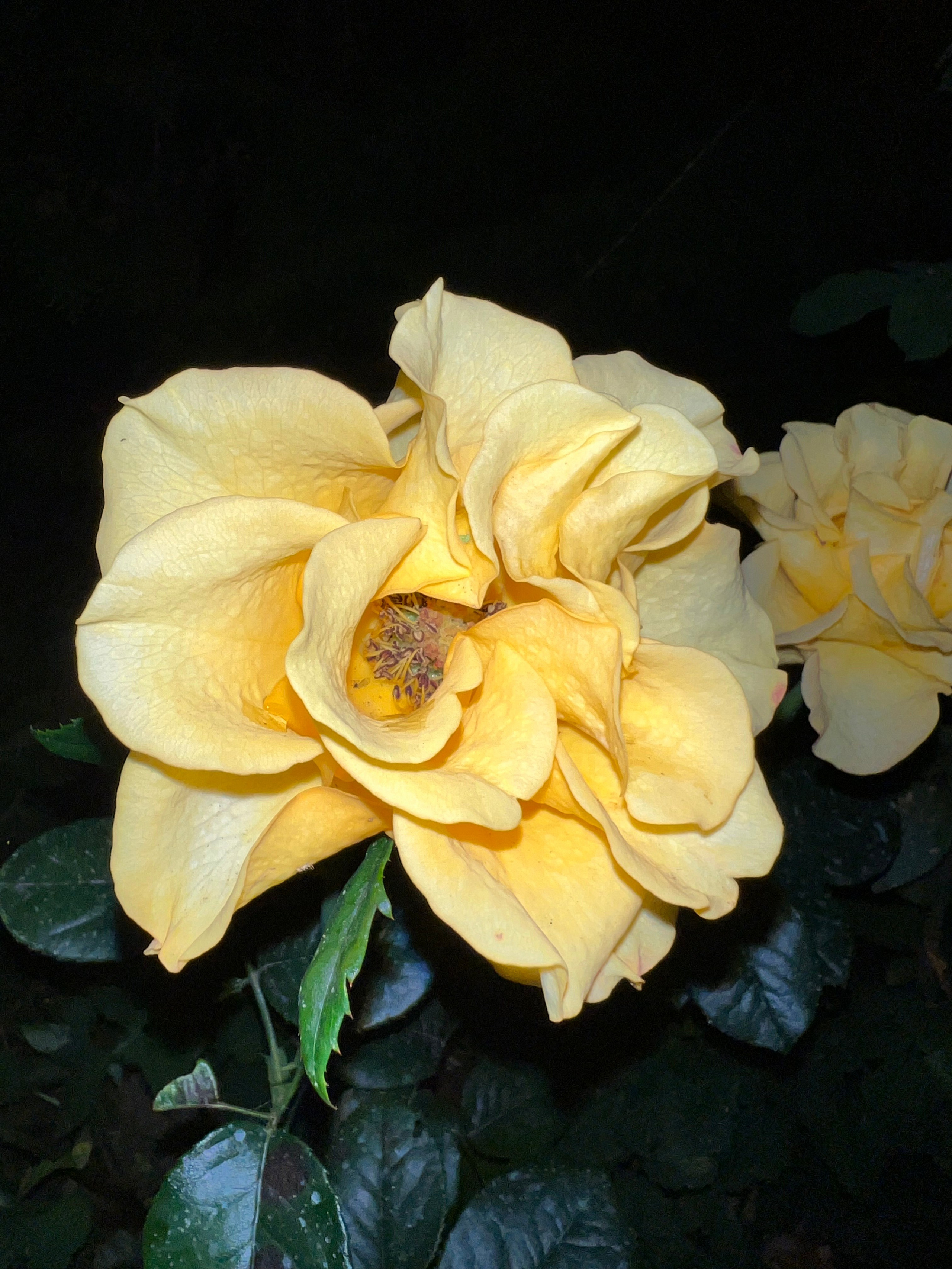 Цветы ночи. Анна Хвалина