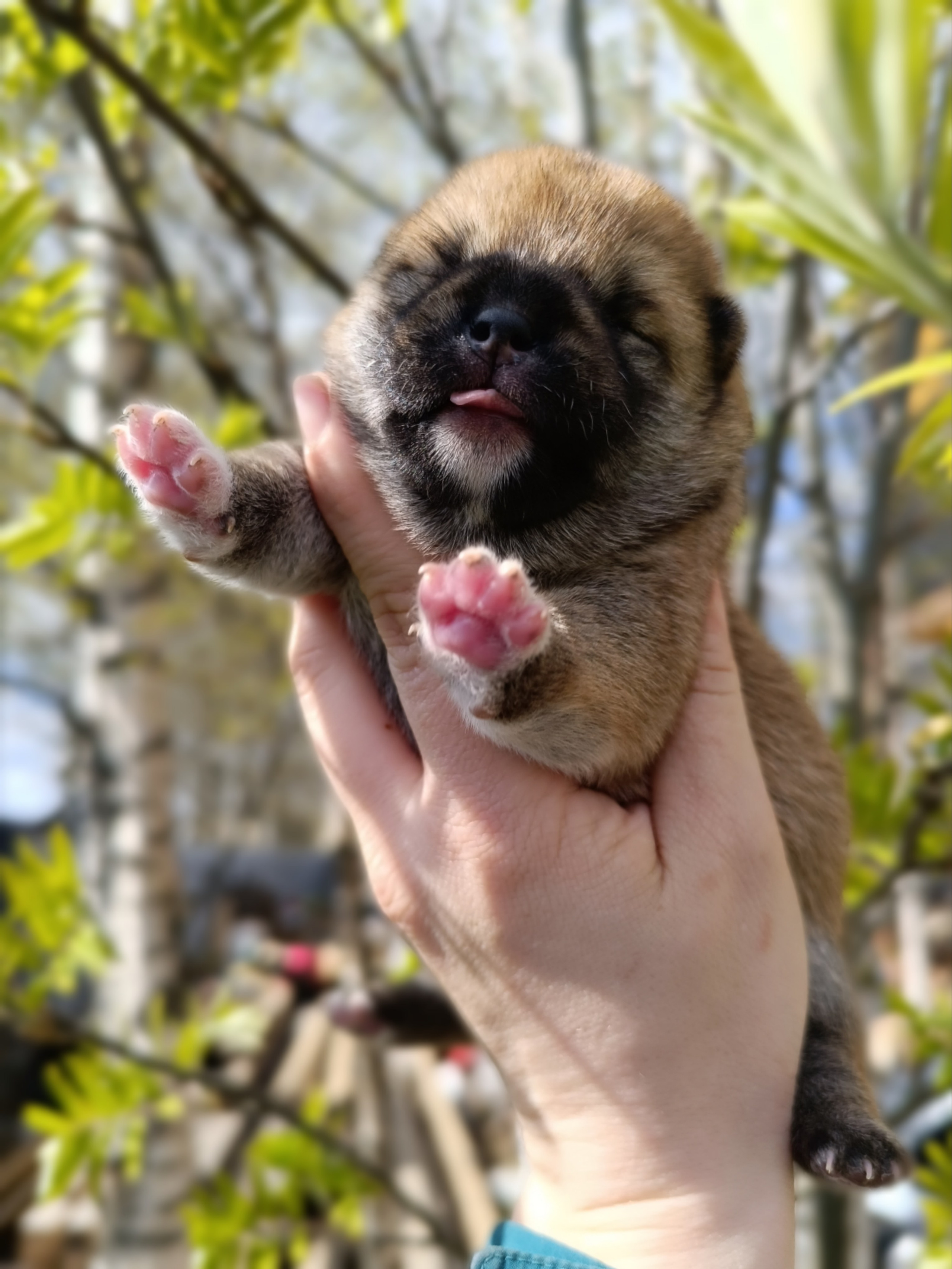 сиба питомник Рубилайт щенки на продажу rubylight  сиба щенки купить СПб Санкт-Петербург