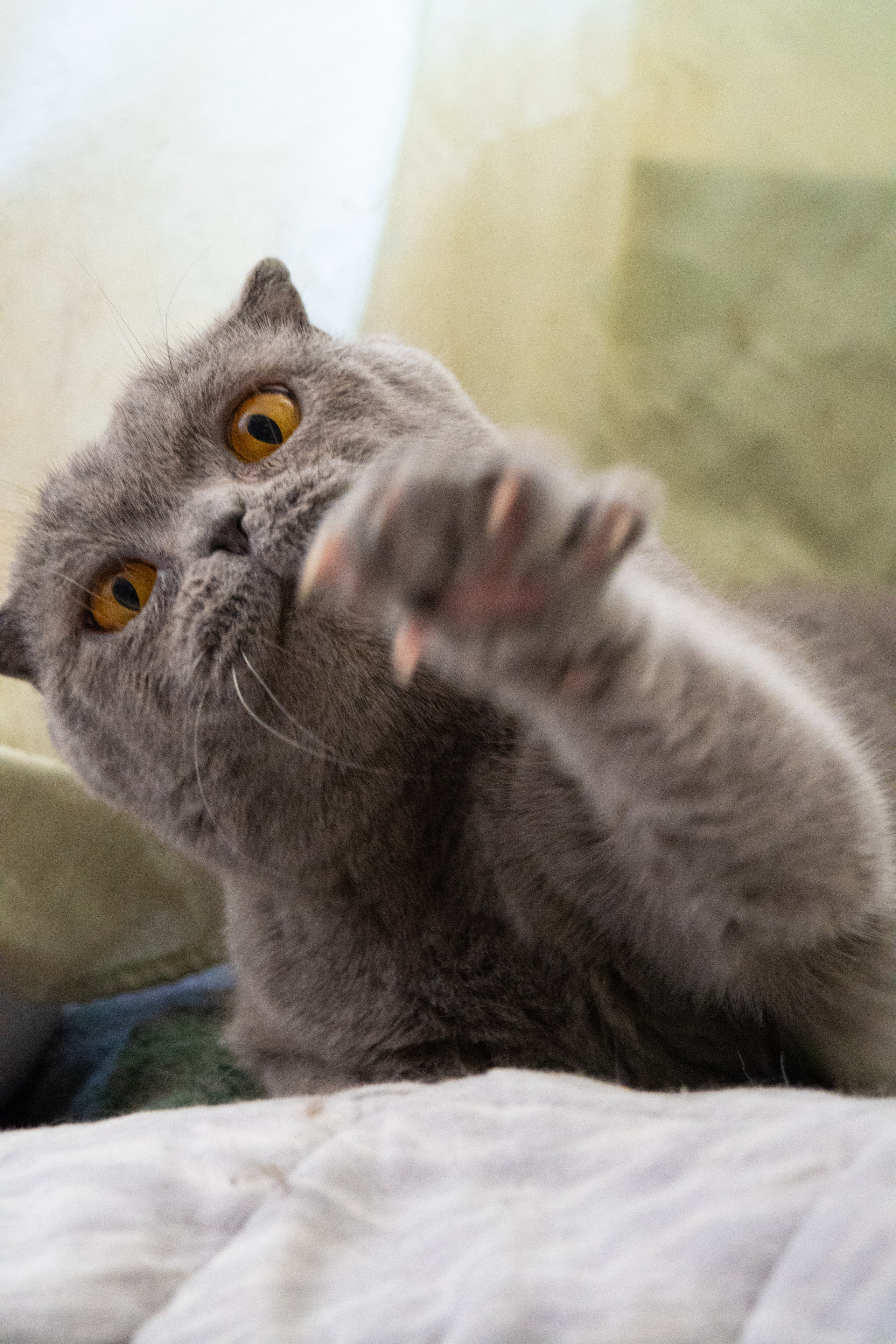 Приют для животных «Пушистые друзья». Видеограф, фотограф в Санкт-Петербурге Элеонора Петрова