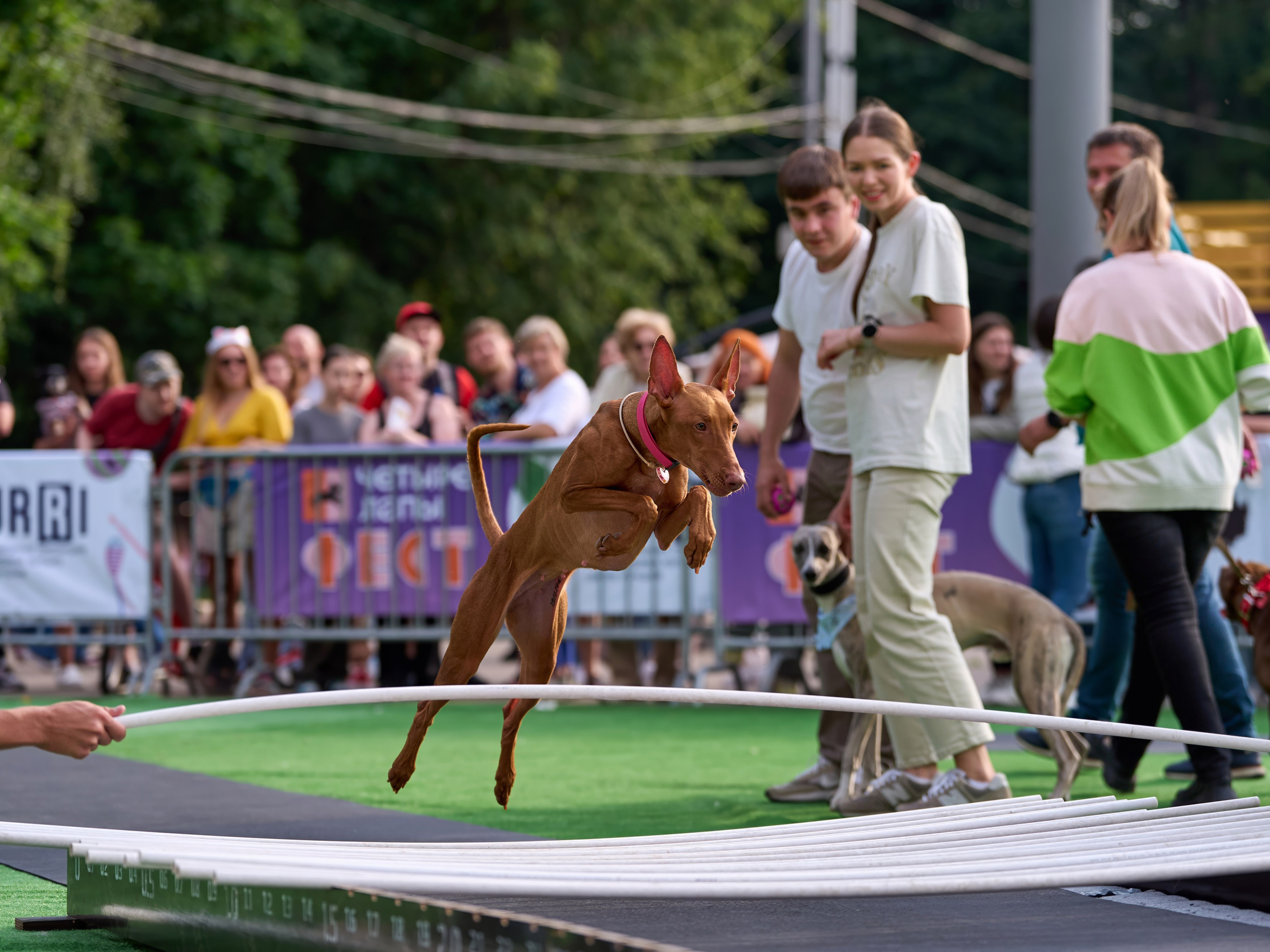 4 лапы Фест. Многоборье. Фотограф-анималист Михаил Манухин