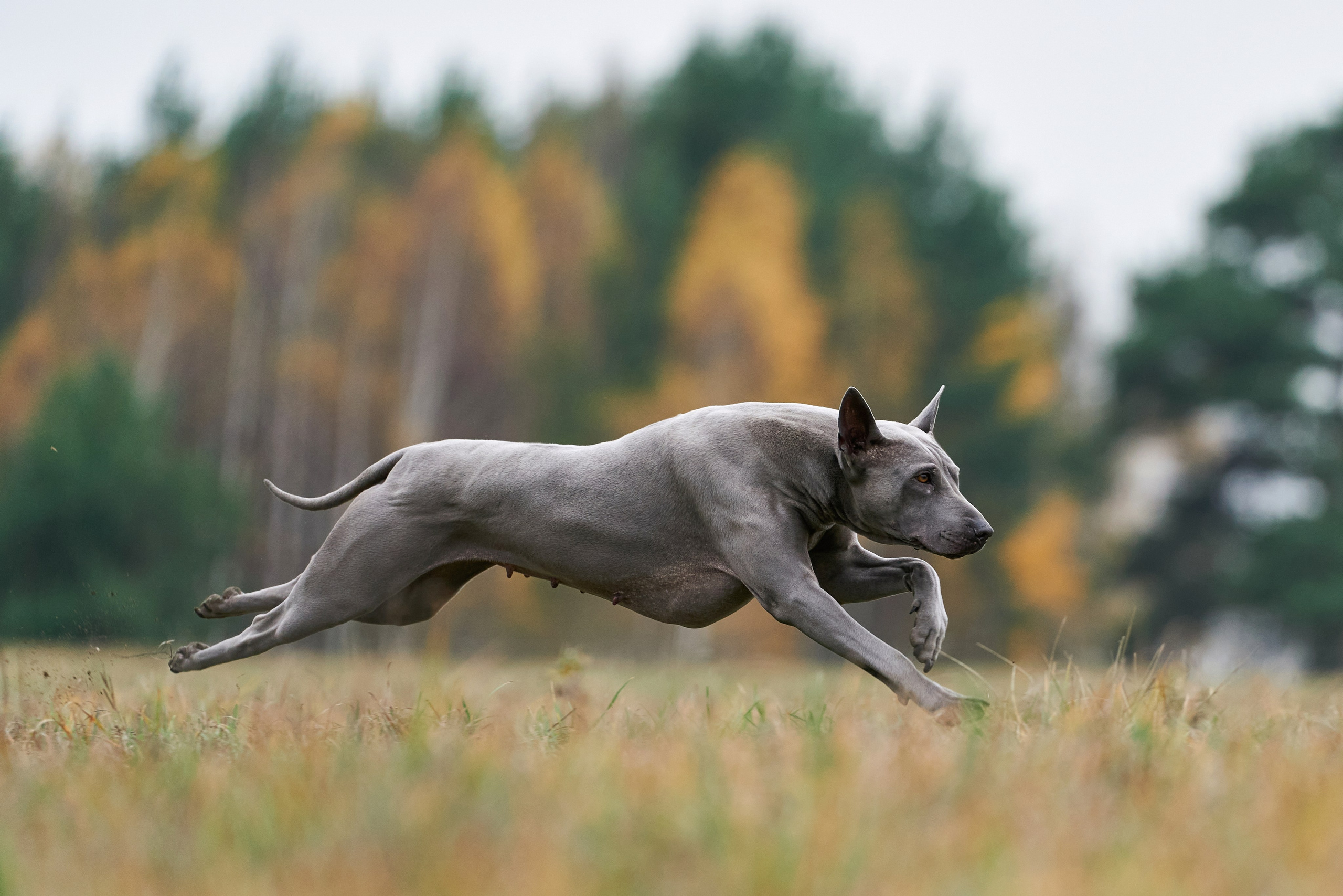 Репортажная съемка. Фотограф-анималист Михаил Манухин