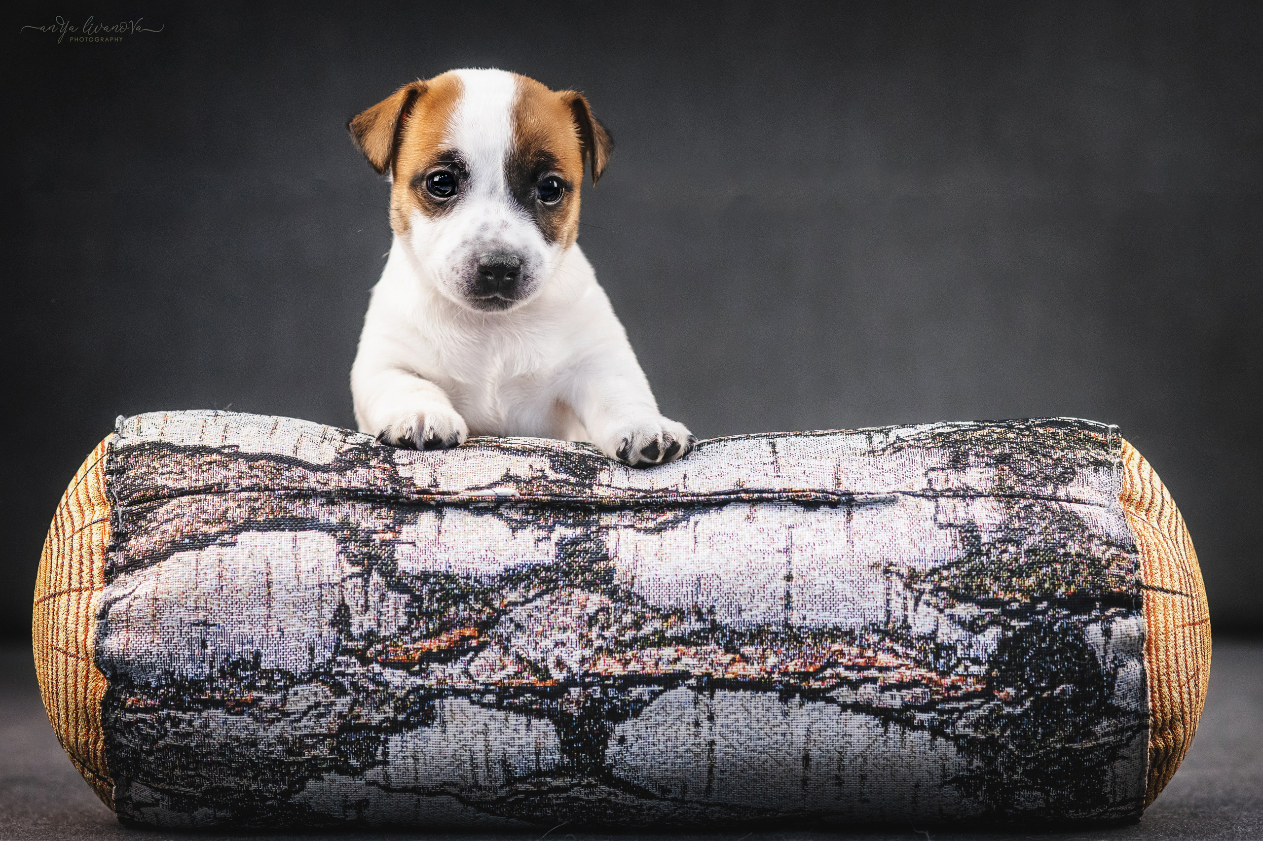 Джеки. Фотограф анималист Аня Ливанова | Рыбинск