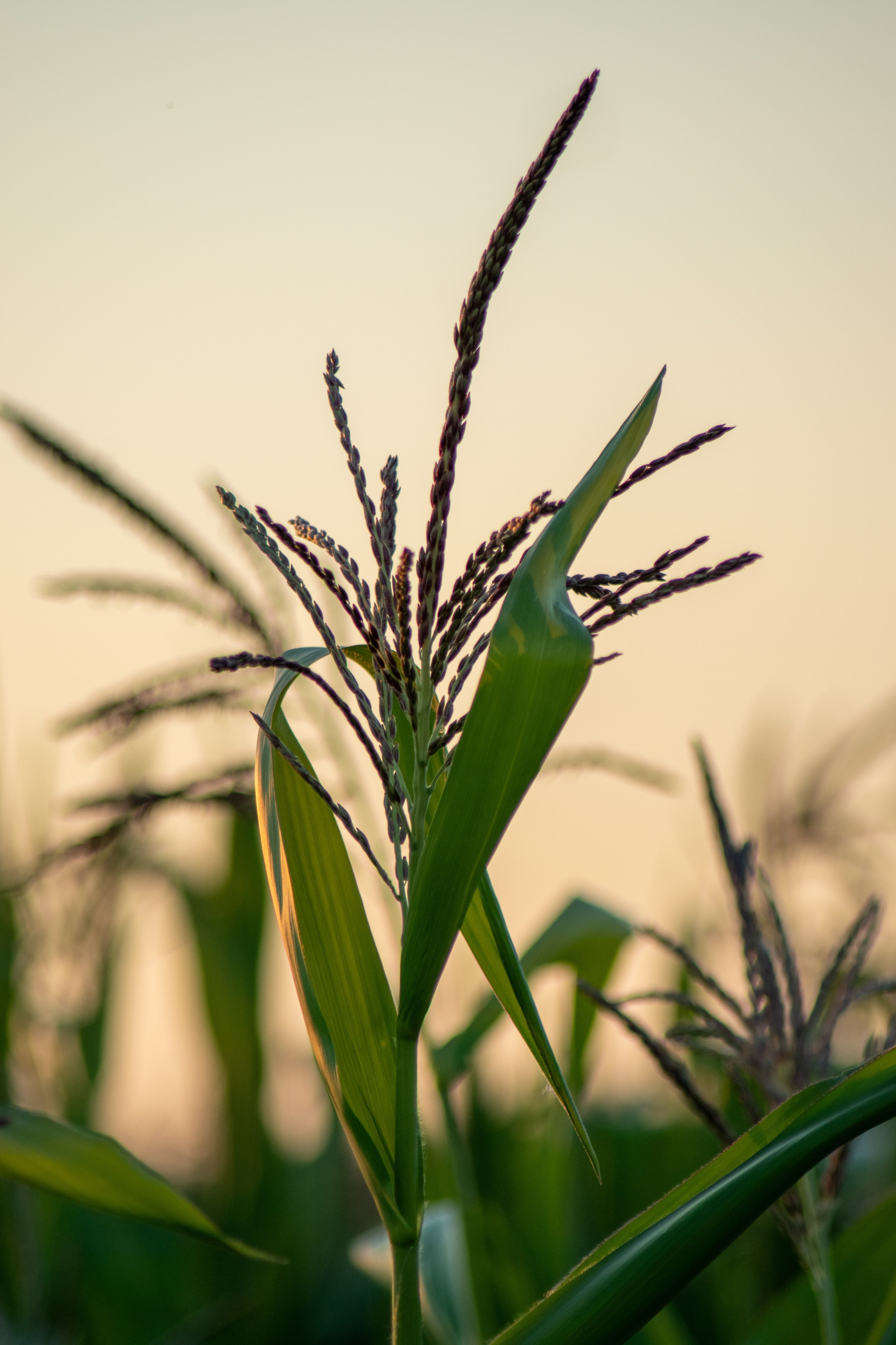 С летних мастер-классов. Елена Рязанцева Ваш фотограф в городе Тула