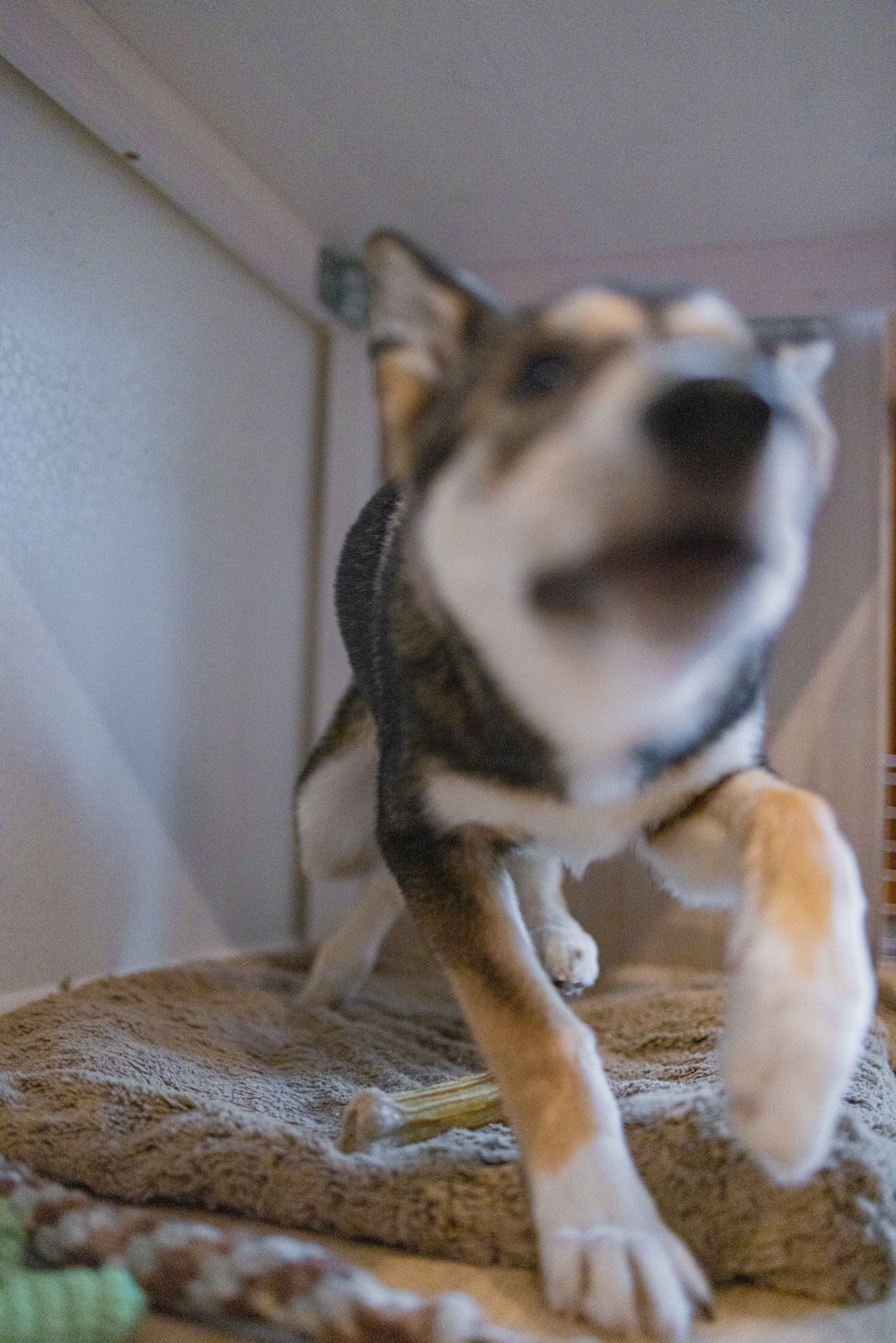 Шами. Фотограф-анималист в Москве Лера Черноног