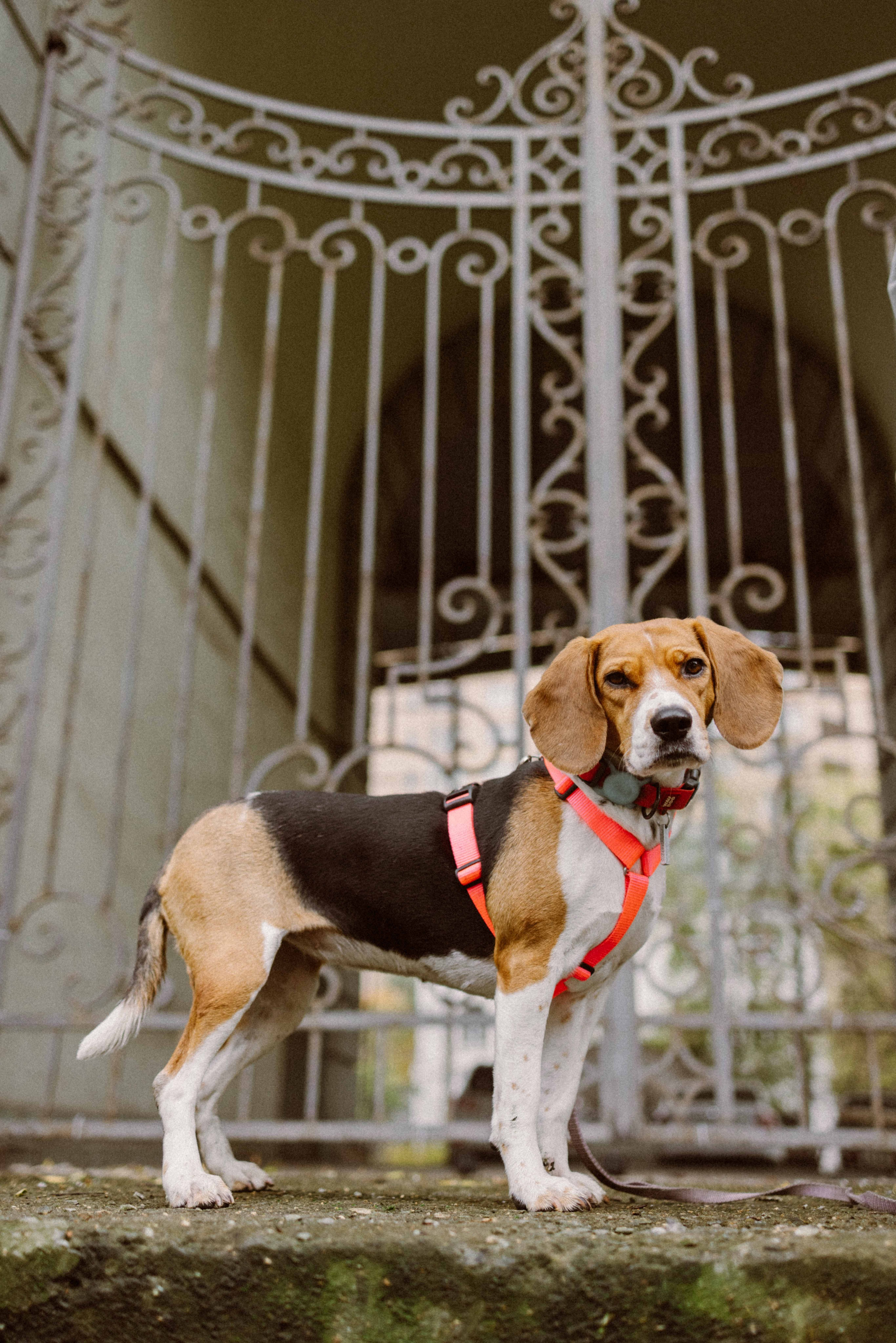 Света и Ива. Фотограф-анималист в Москве Лера Черноног