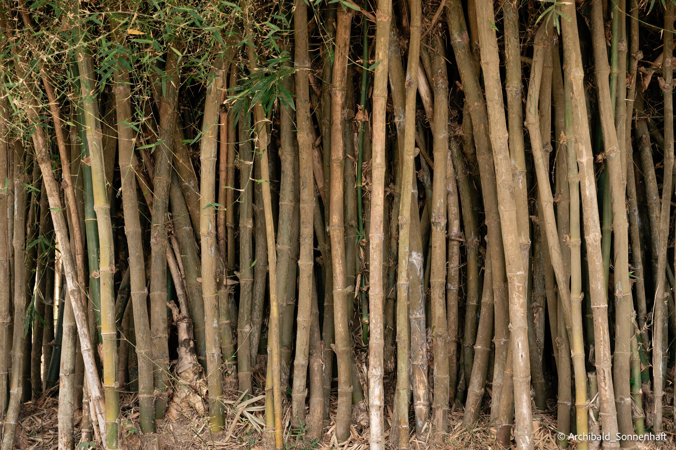 Diaolou in Kaiping. Photographer in Guangzhou, China. Archibald Sonnenhaft