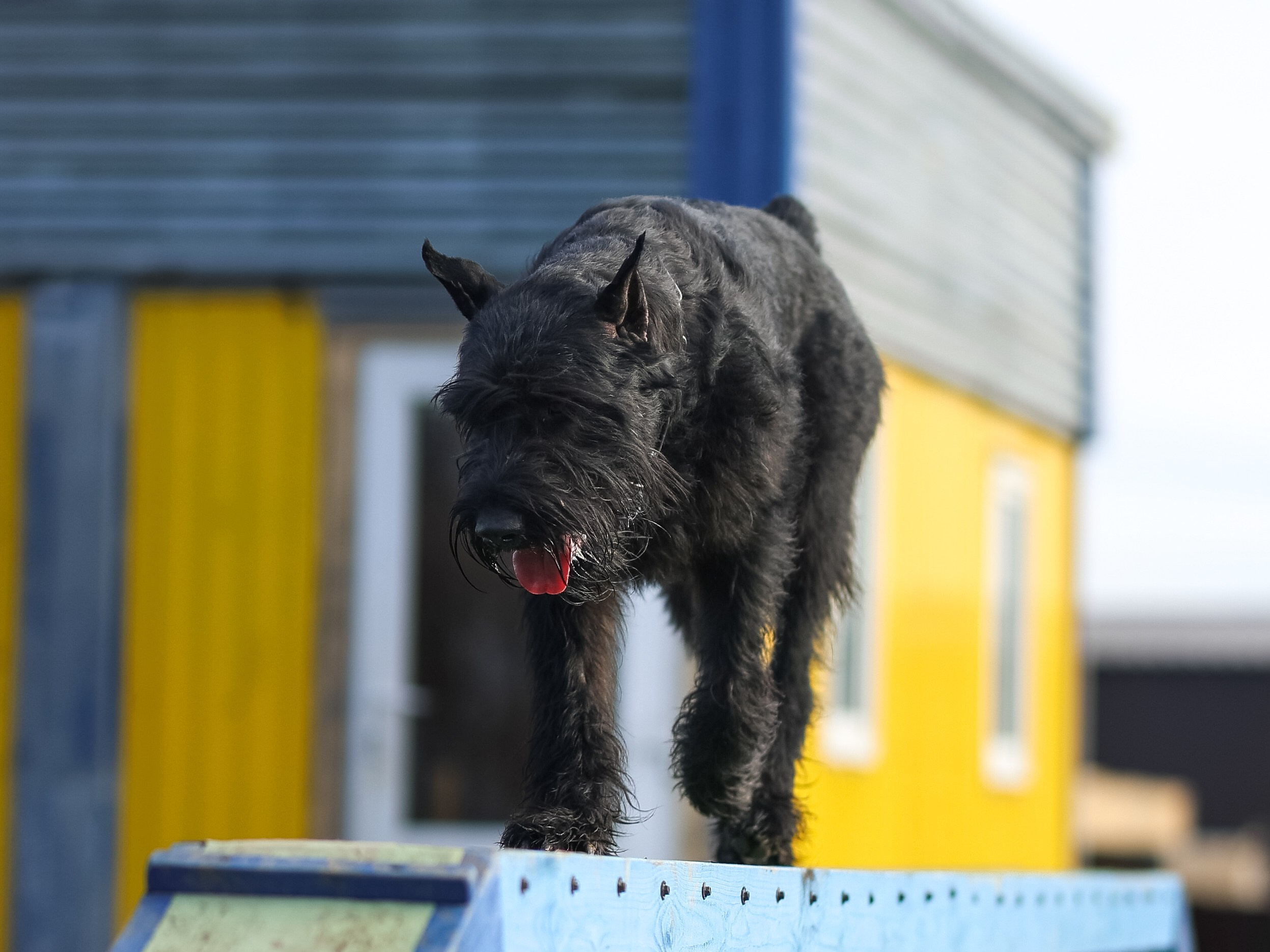 Соревнования BH. Фотограф-анималист в Москве Кириллова Татьяна