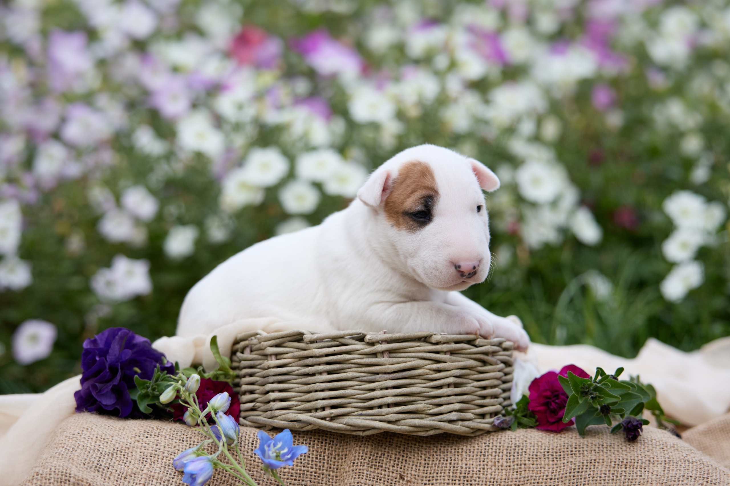 Щенки и котята на улице. Фотограф анималист в Казани Алина Сулейманова. Фотограф животных