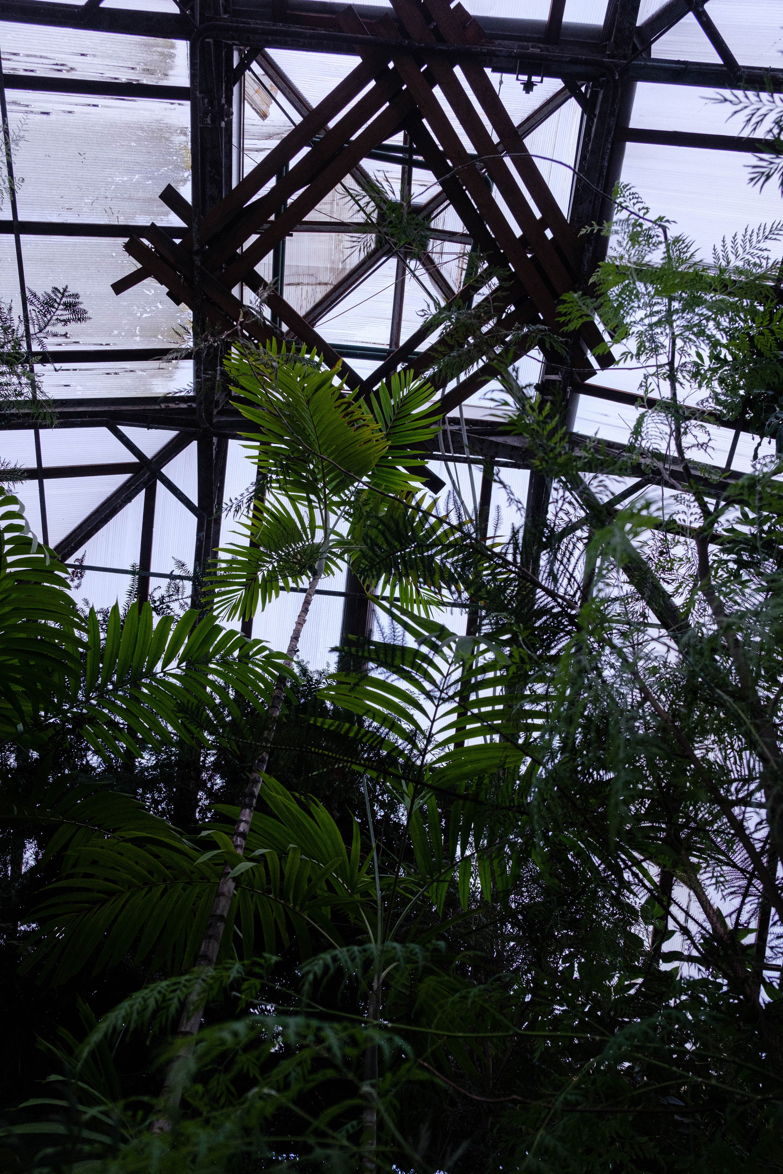 Старая Фондовая оранжерея. Алексей Никифоров свадебный и семейный фотограф Москва, Химки