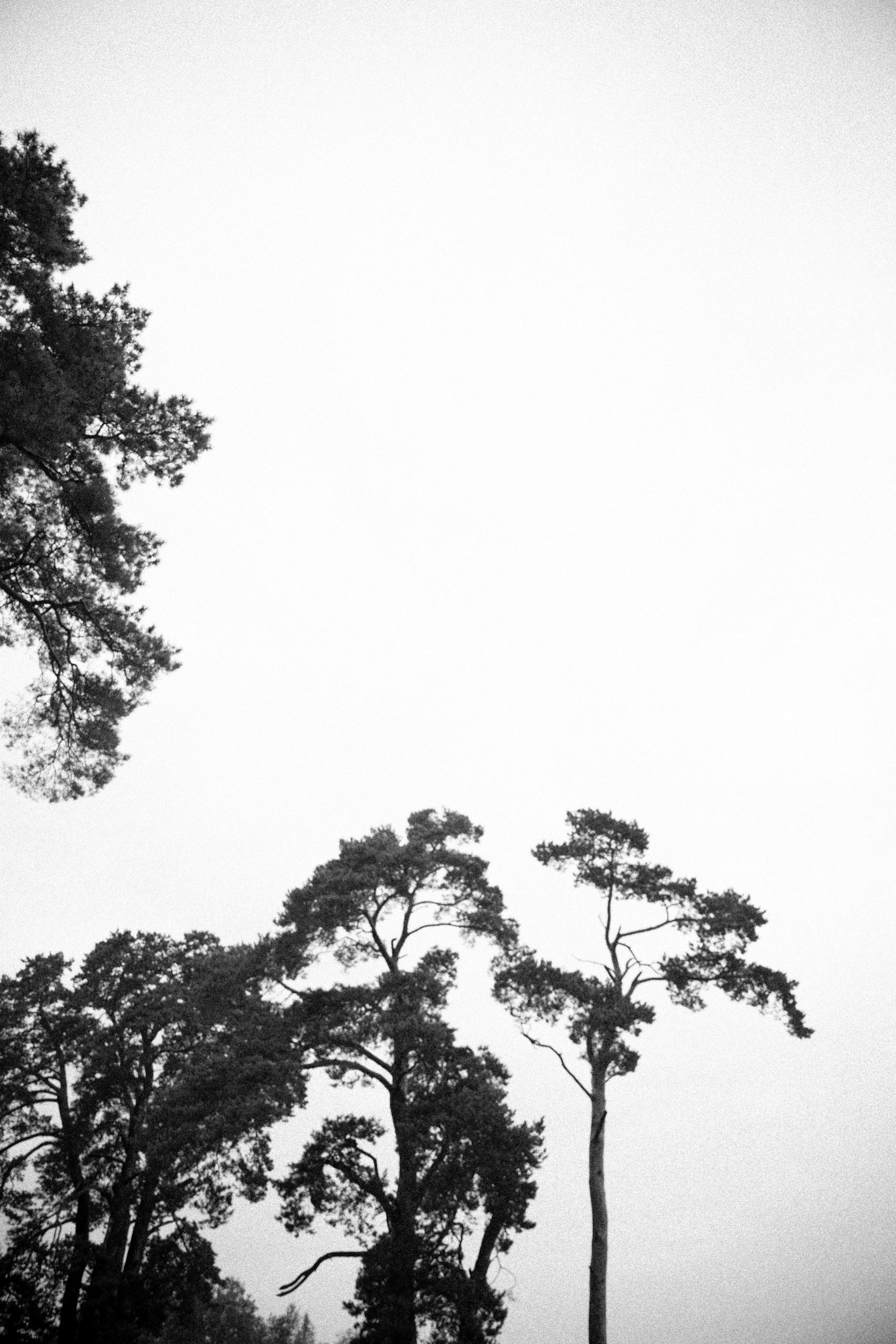 Family album. AleSeeva