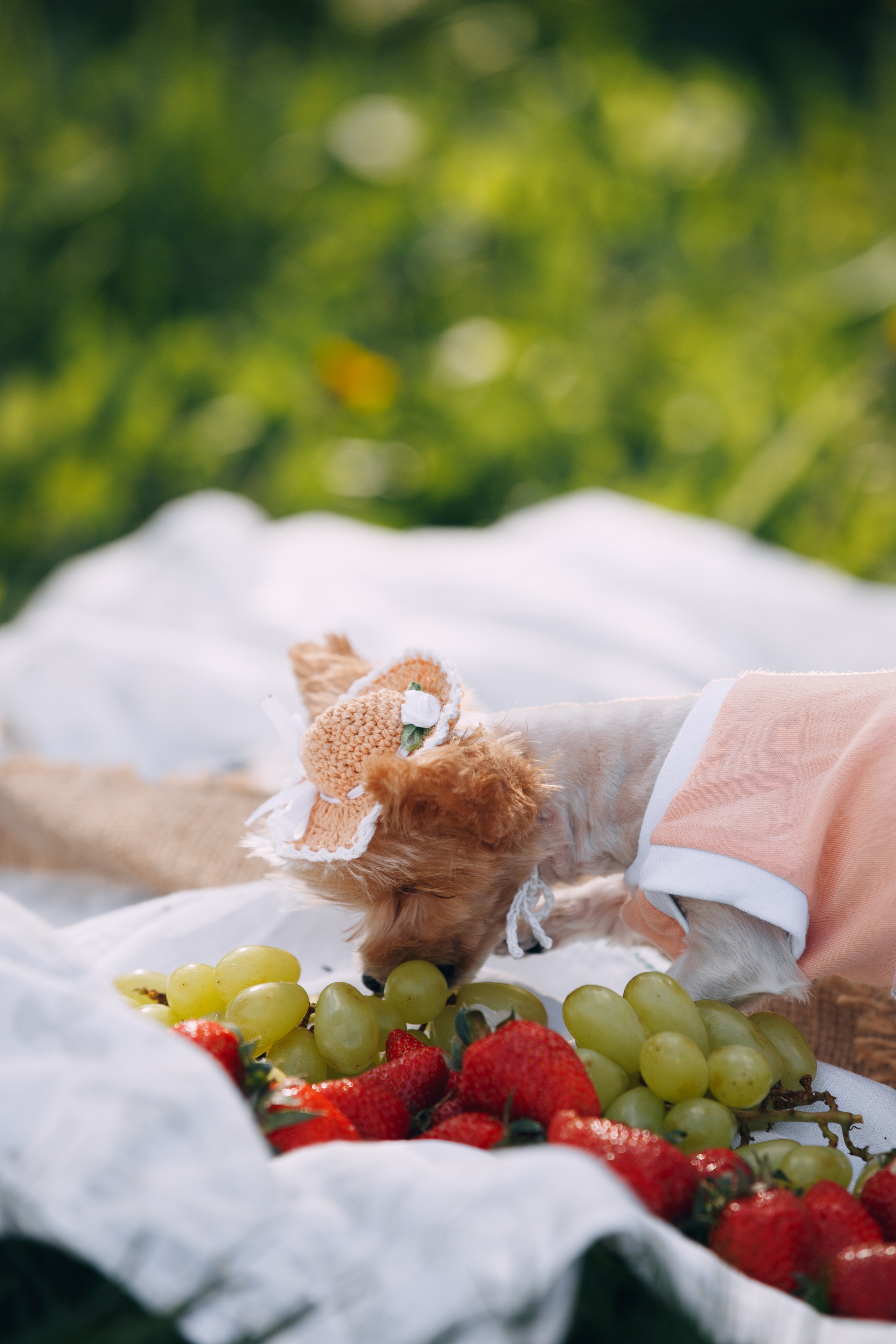 Оля, Патрик, Мейли и Джонни. Фотограф анималист Кристина Карпова, Москва