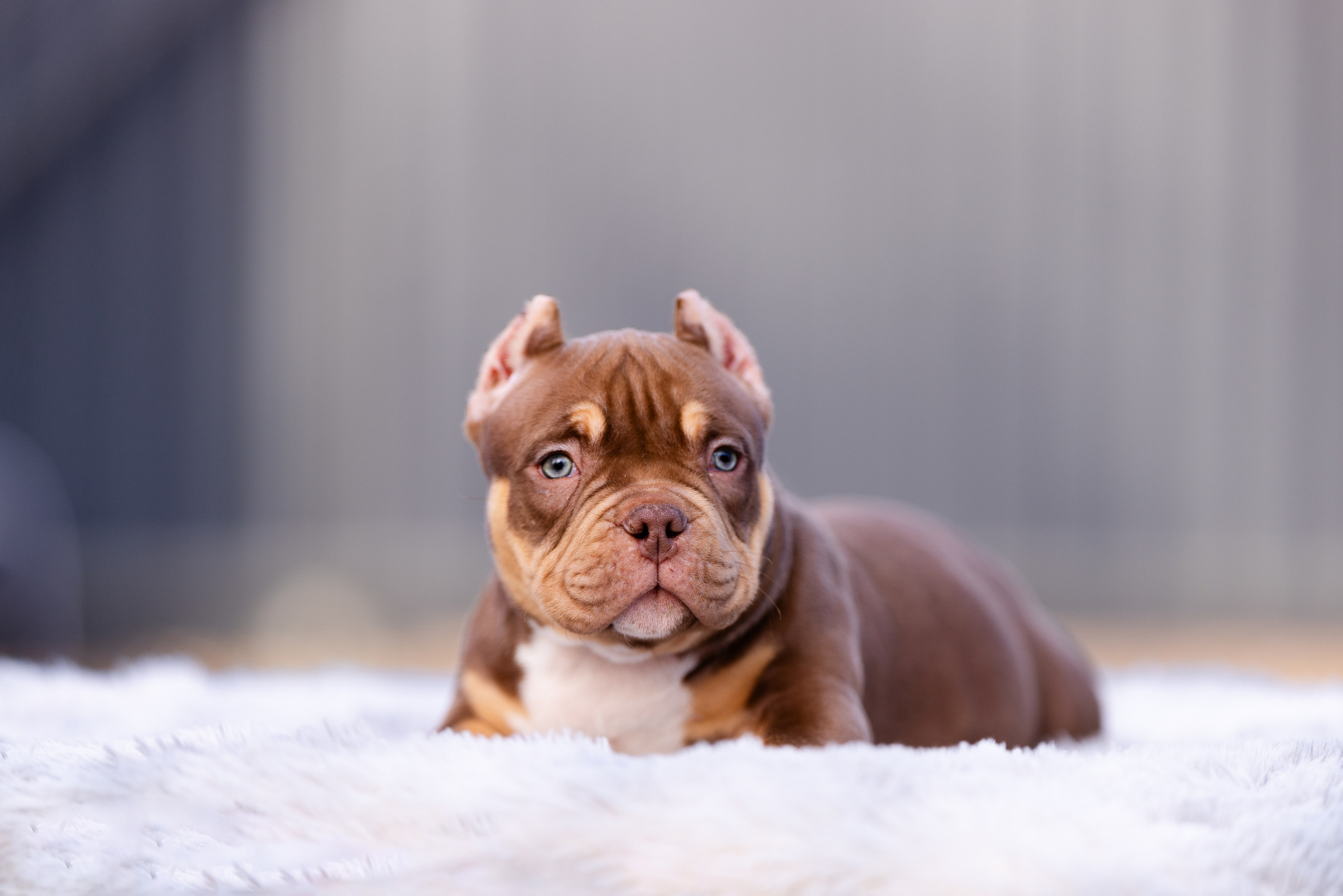 Булли. Фотограф и видеограф анималист Аганина Дарья