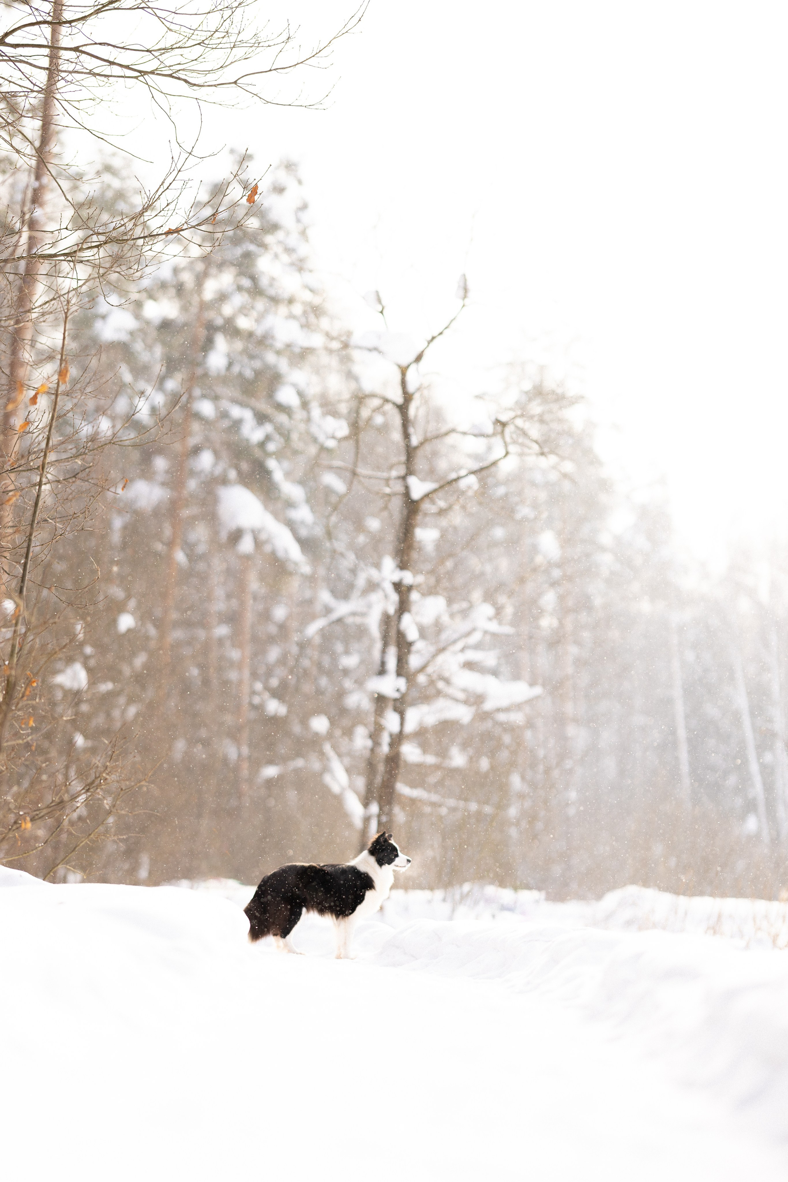 Лилия, Алексей и Ариана. Фотограф и видеограф анималист Аганина Дарья