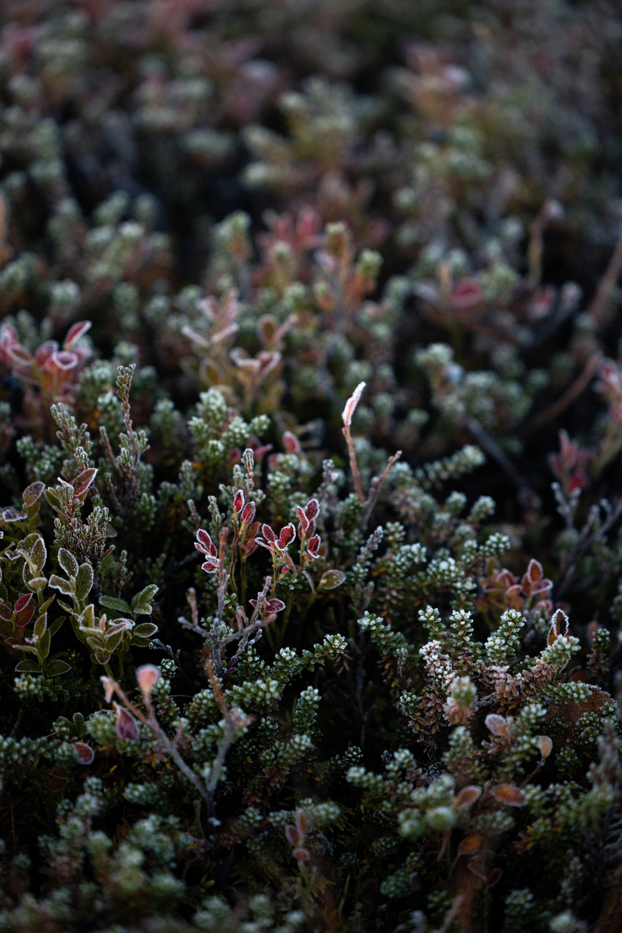 Кольский. Фотограф и видеограф анималист Аганина Дарья
