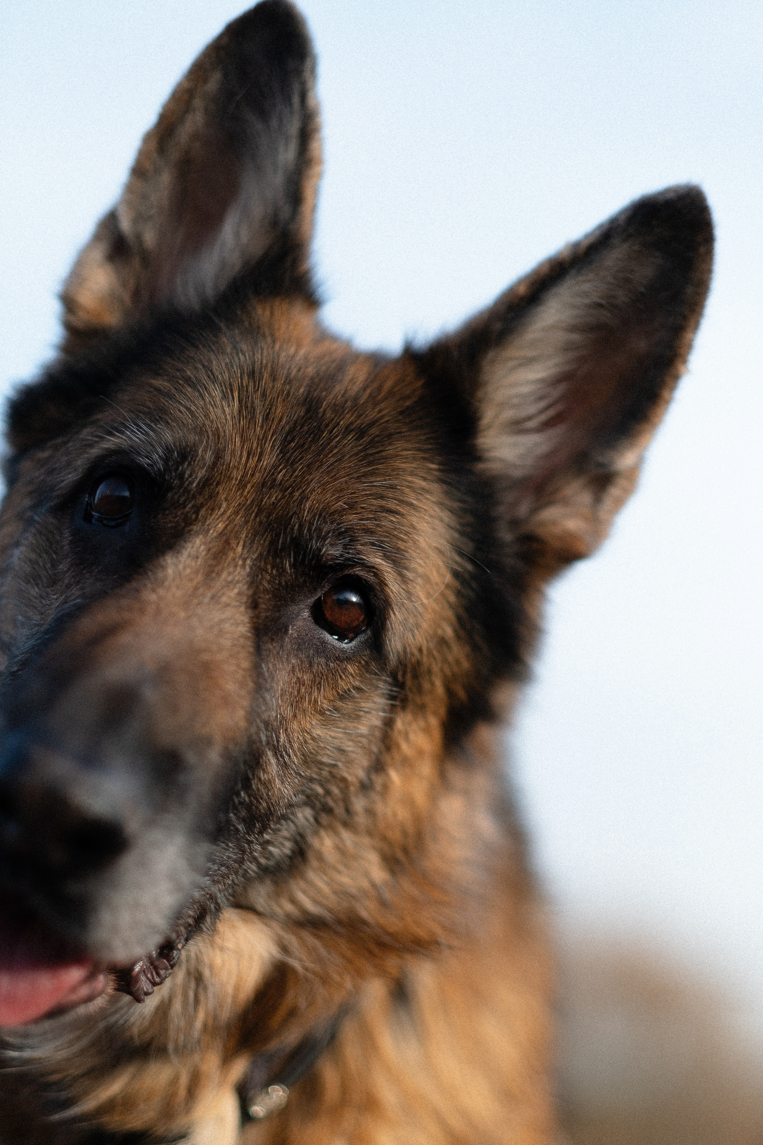 Оля и Джерри. Фотограф и видеограф анималист Аганина Дарья