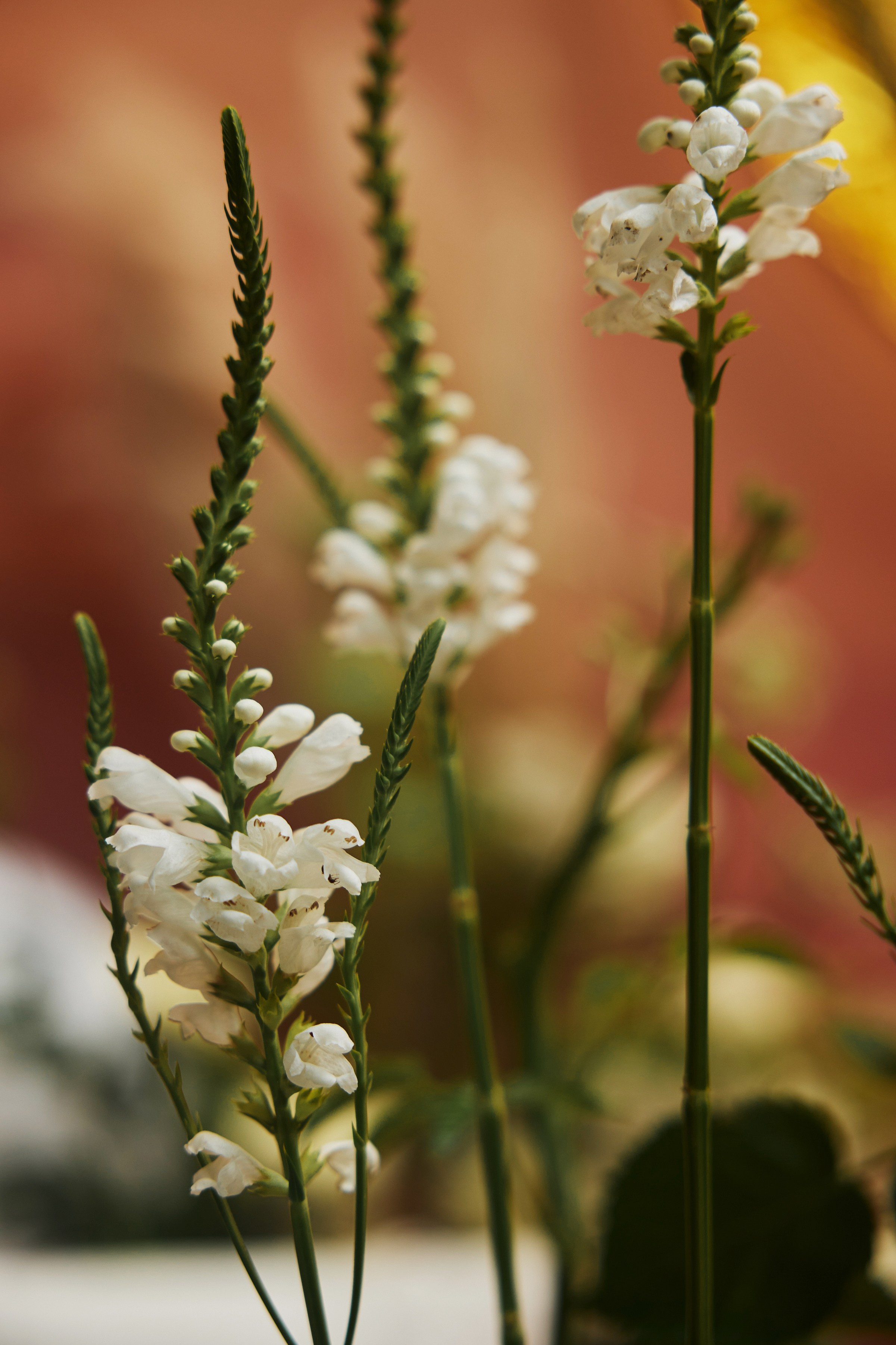 Сергей и Алина. Фотограф Айвазова Наталья Краснодар