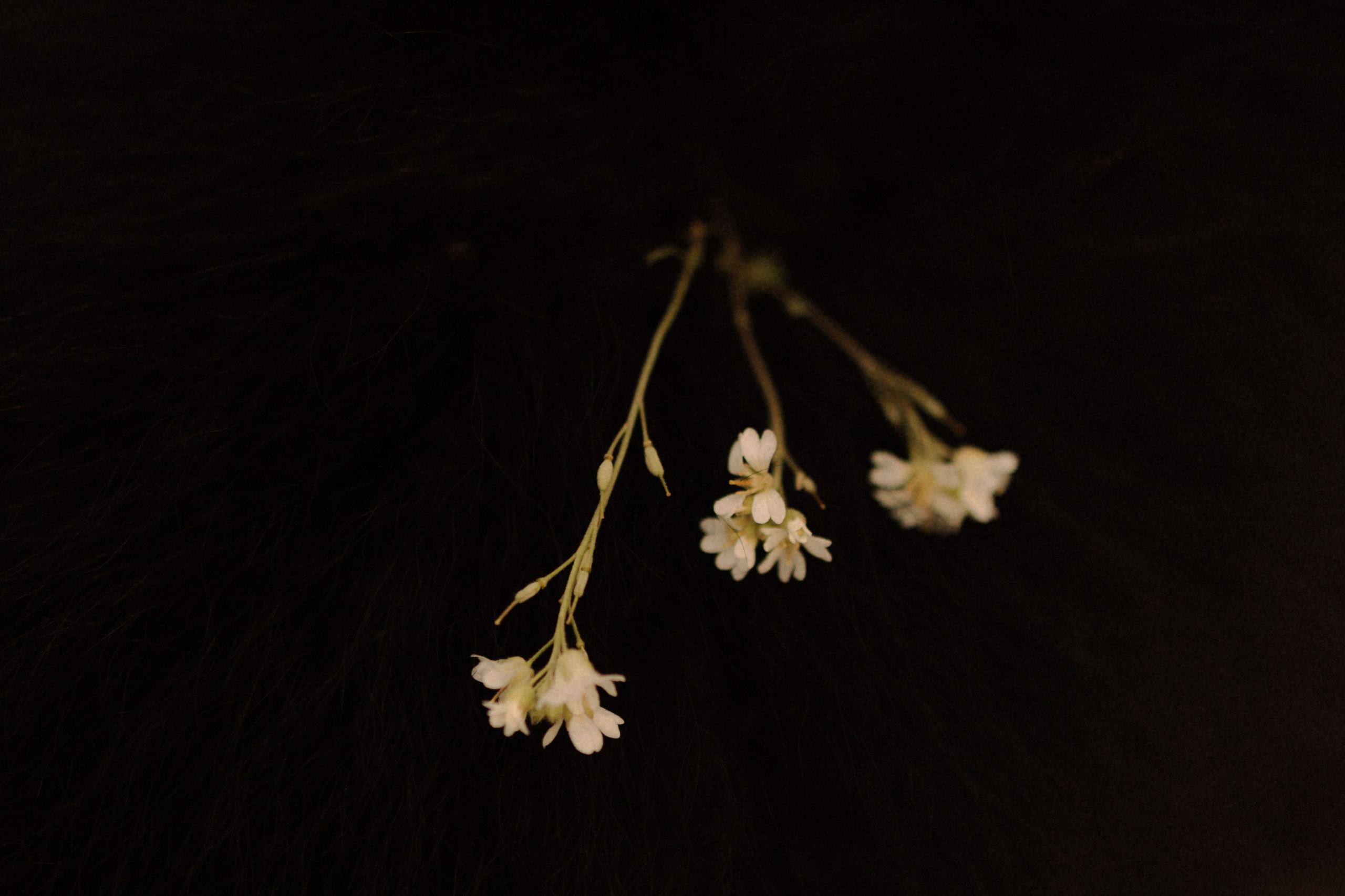 Лора и Джанго. Фотограф — Анималист | Санкт-Петербург