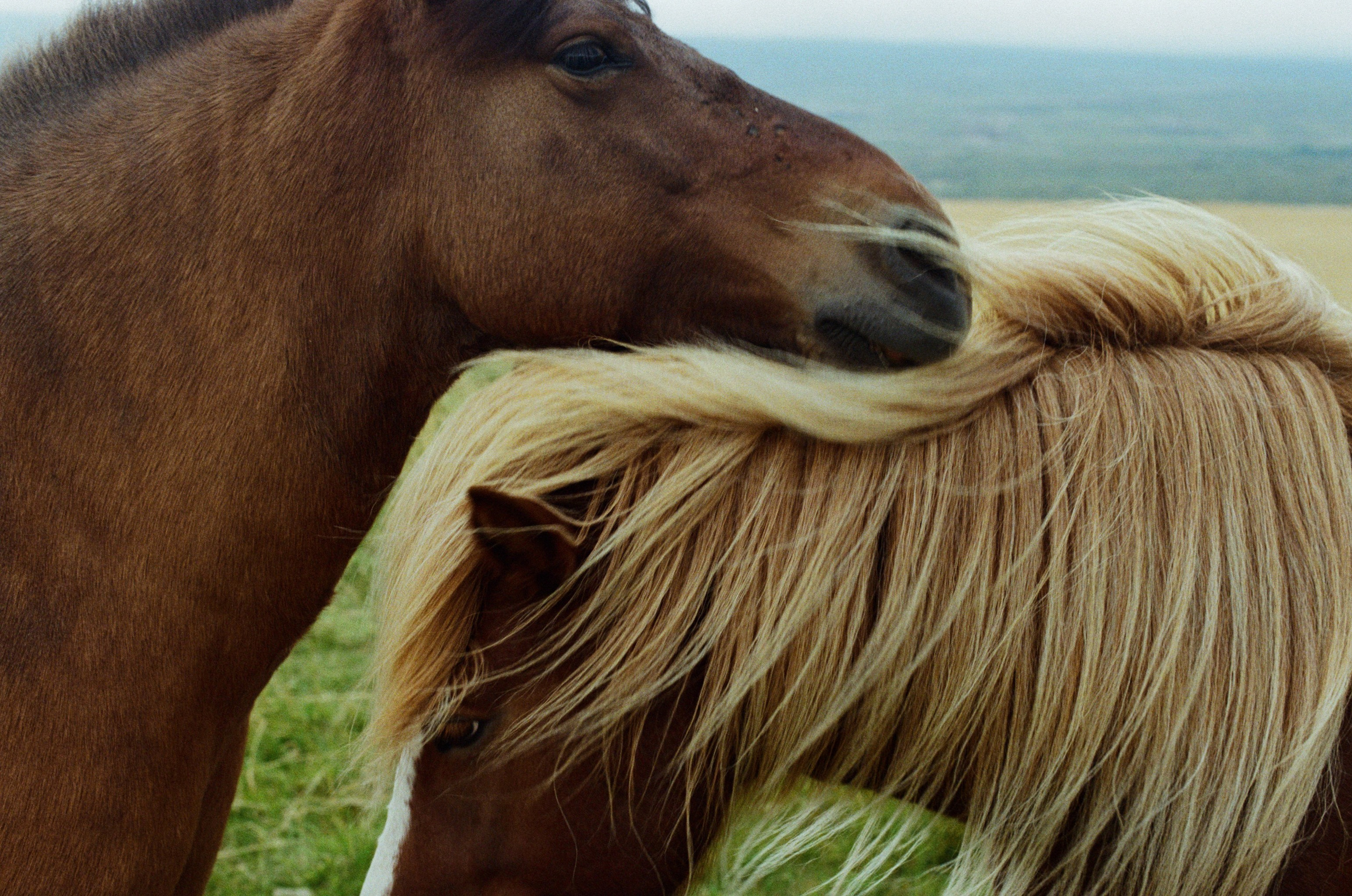Bloodline // iceland. EVER EXPOSED