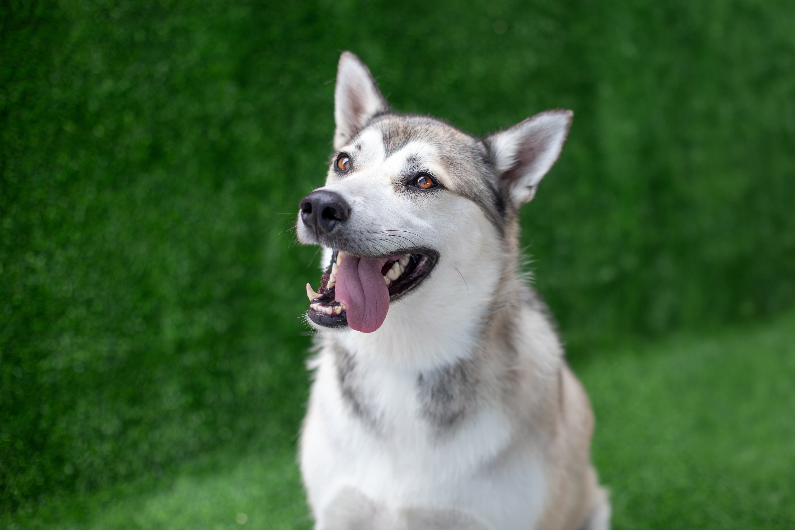 Мини-приют «Возрождение». Ирина Голомб|Фотограф-анималист в  Сочи и Калининграде