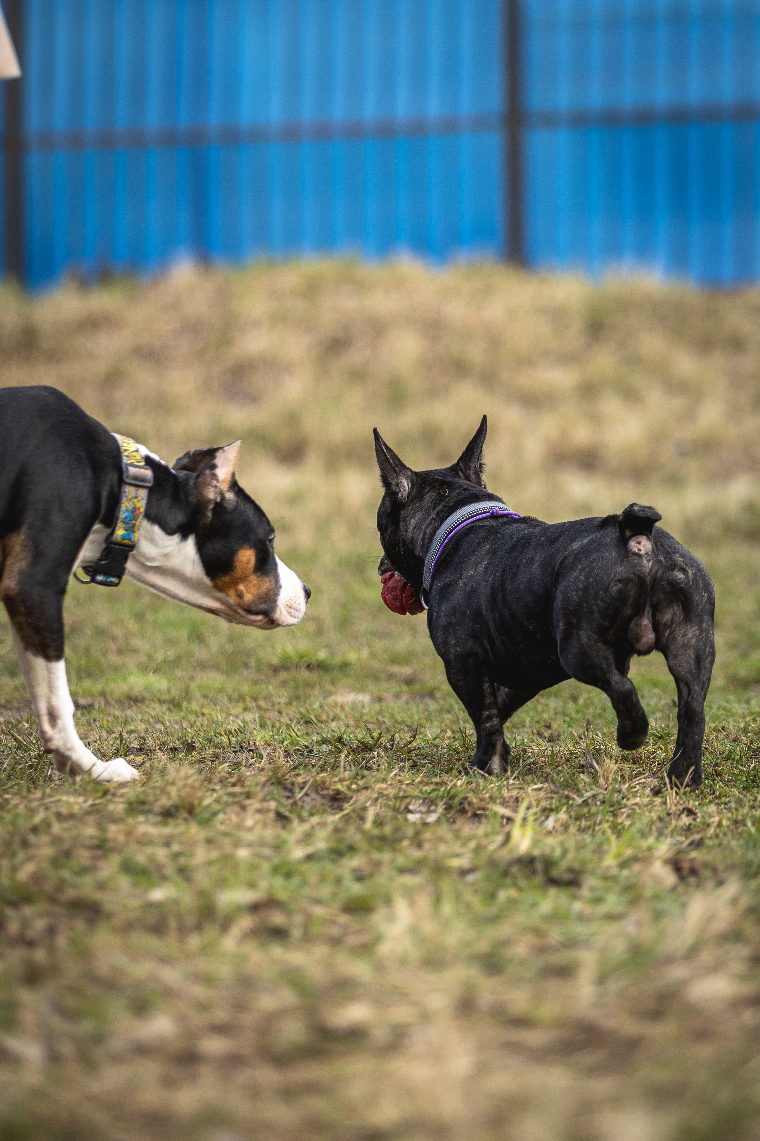 Догтуса 24.03.2024. Ирина Голомб|Фотограф-анималист в  Сочи и Калининграде
