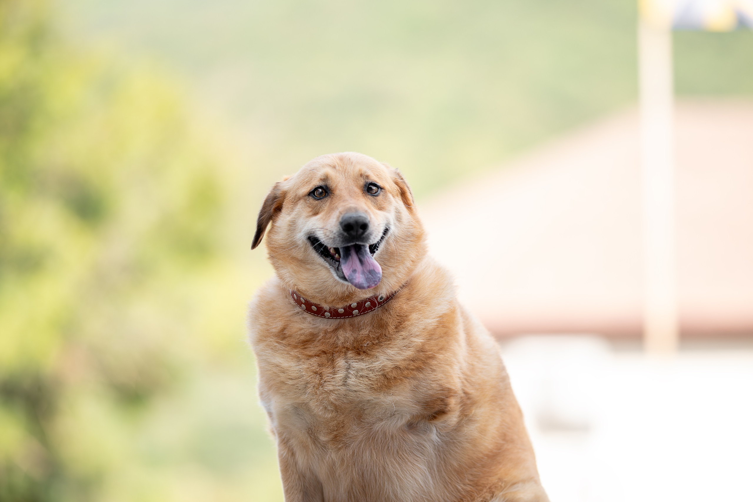 Мини-приют «Возрождение». Ирина Голомб|Фотограф-анималист в  Сочи и Калининграде