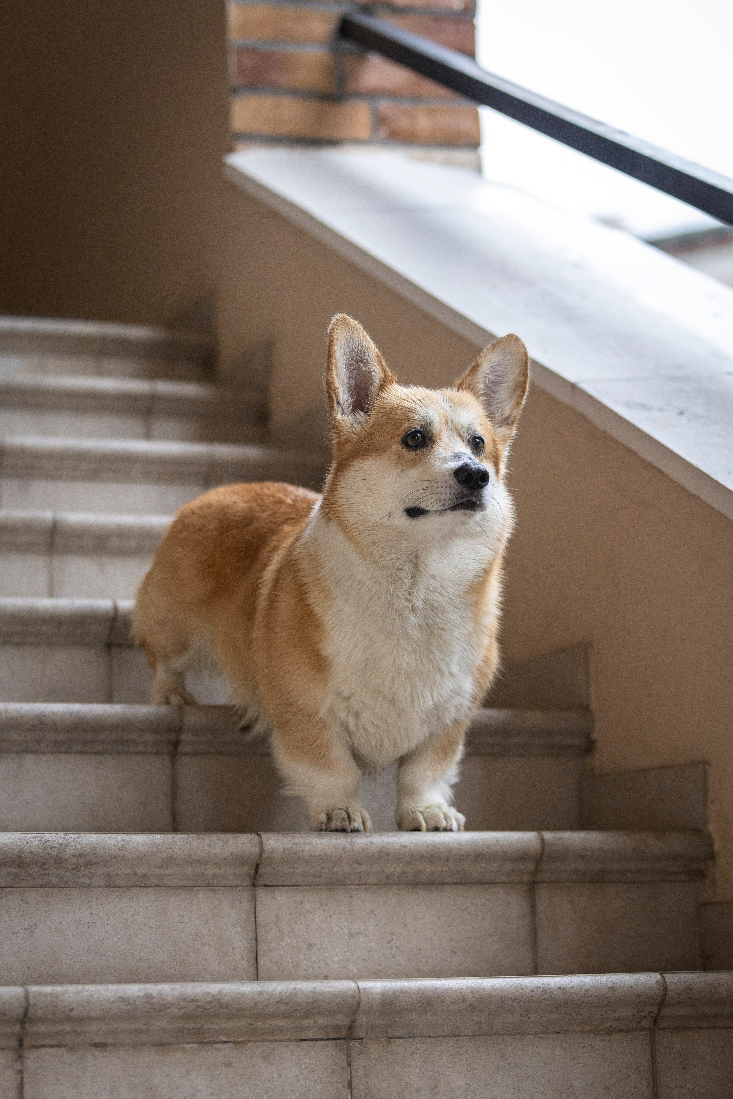 Гай, Корги-Пемброк. Ирина Голомб|Фотограф-анималист в  Сочи и Калининграде