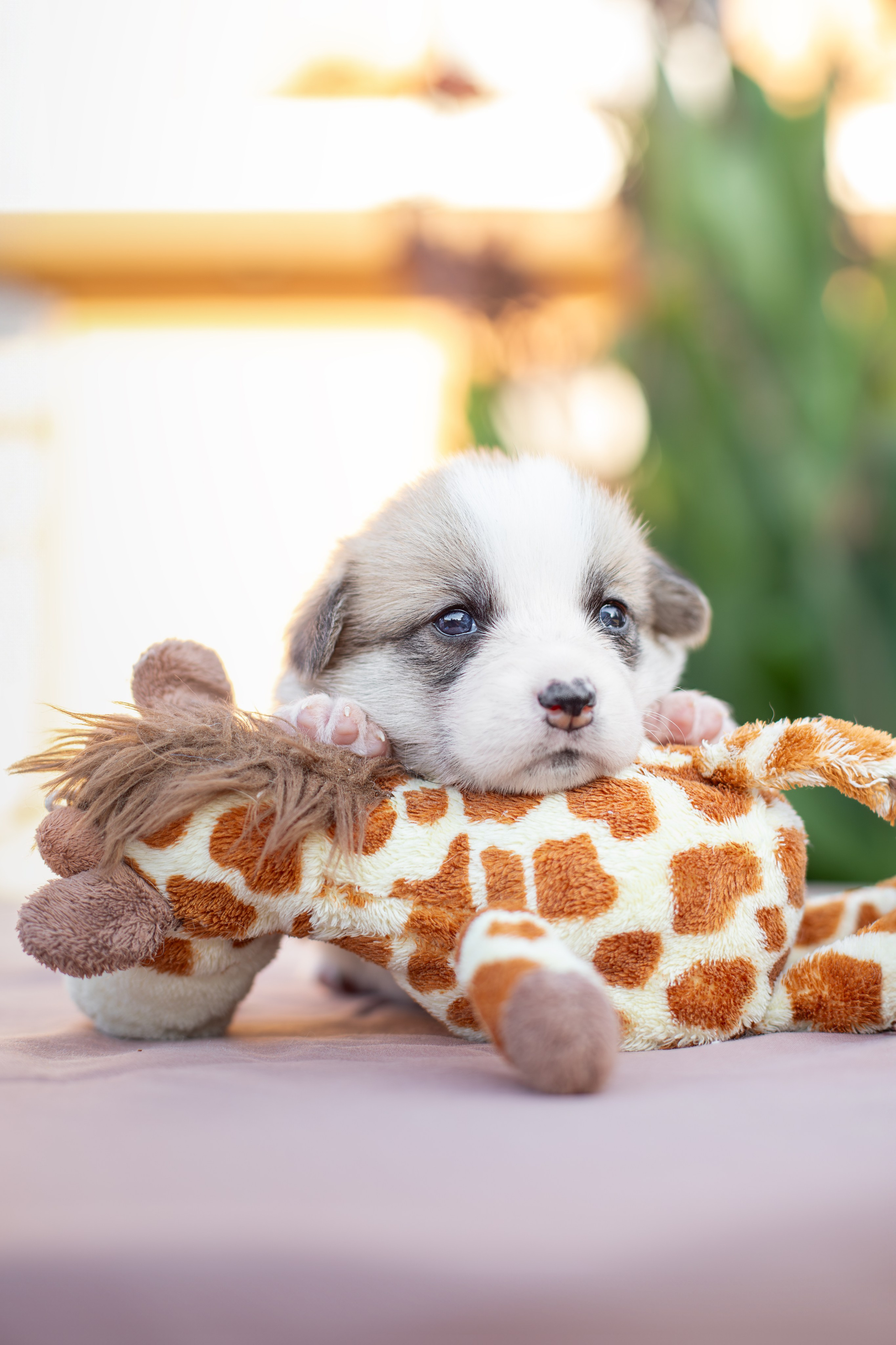 Малыши коржики. Ирина Голомб|Фотограф-анималист в  Сочи и Калининграде