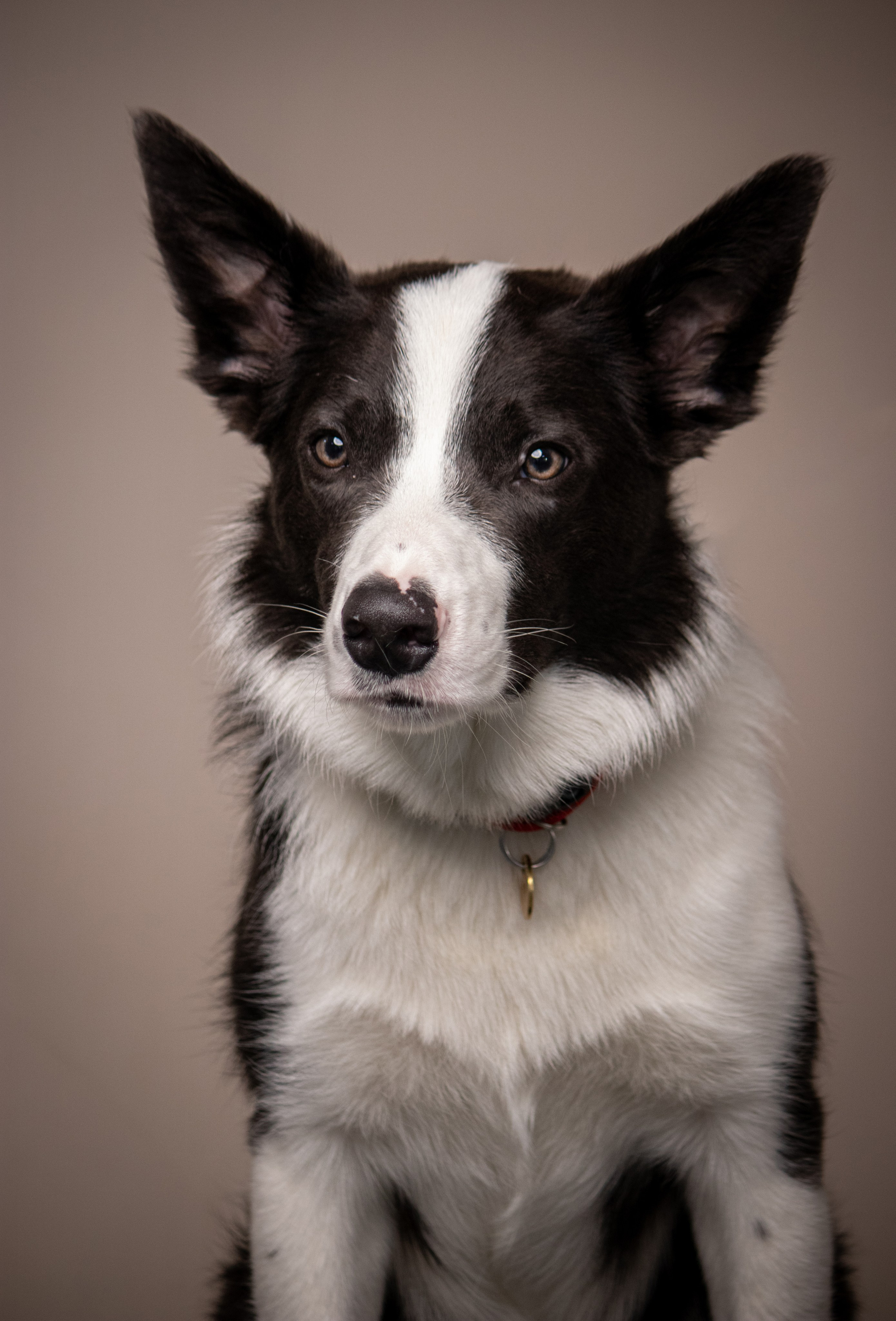MOS`KA groom | Стрижки кошек и собак | НН. Фотограф в Нижнем Новгороде Екатерина Хисматулина