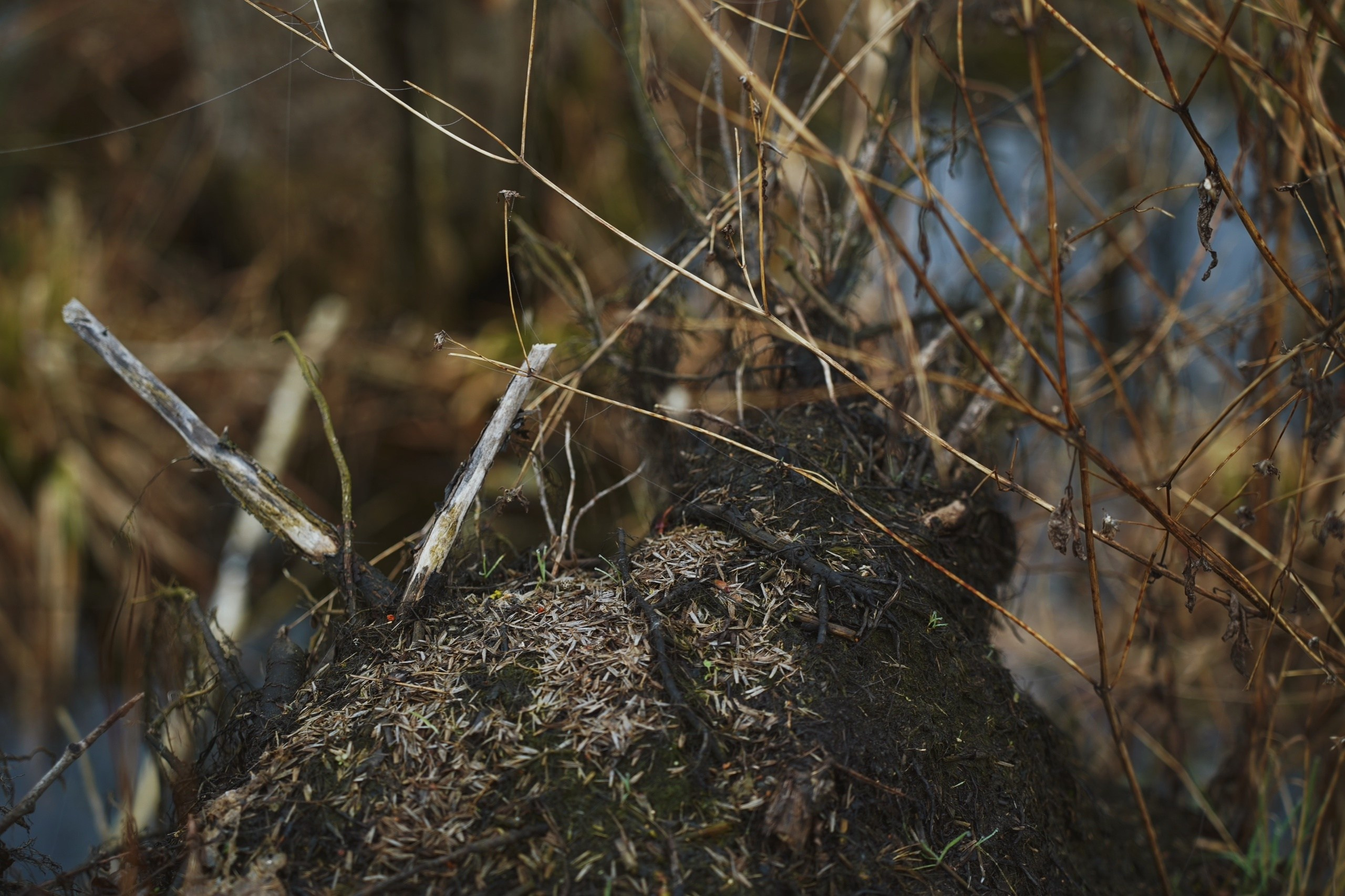 DIRTY RABBIT. Фотограф и визуальный художник в Туле / Николай Рейзвих