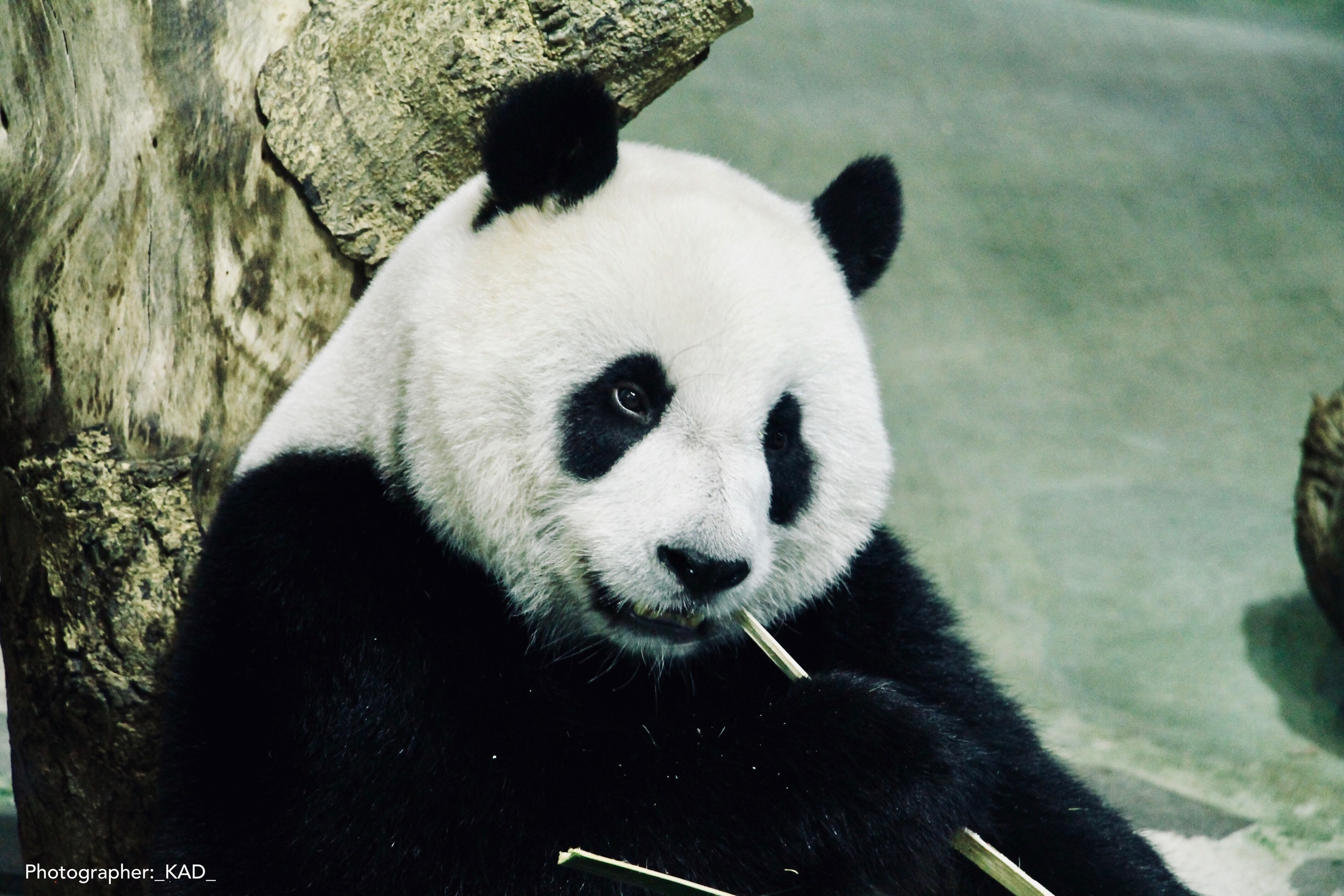 Мир животных. Photographer K.A.D