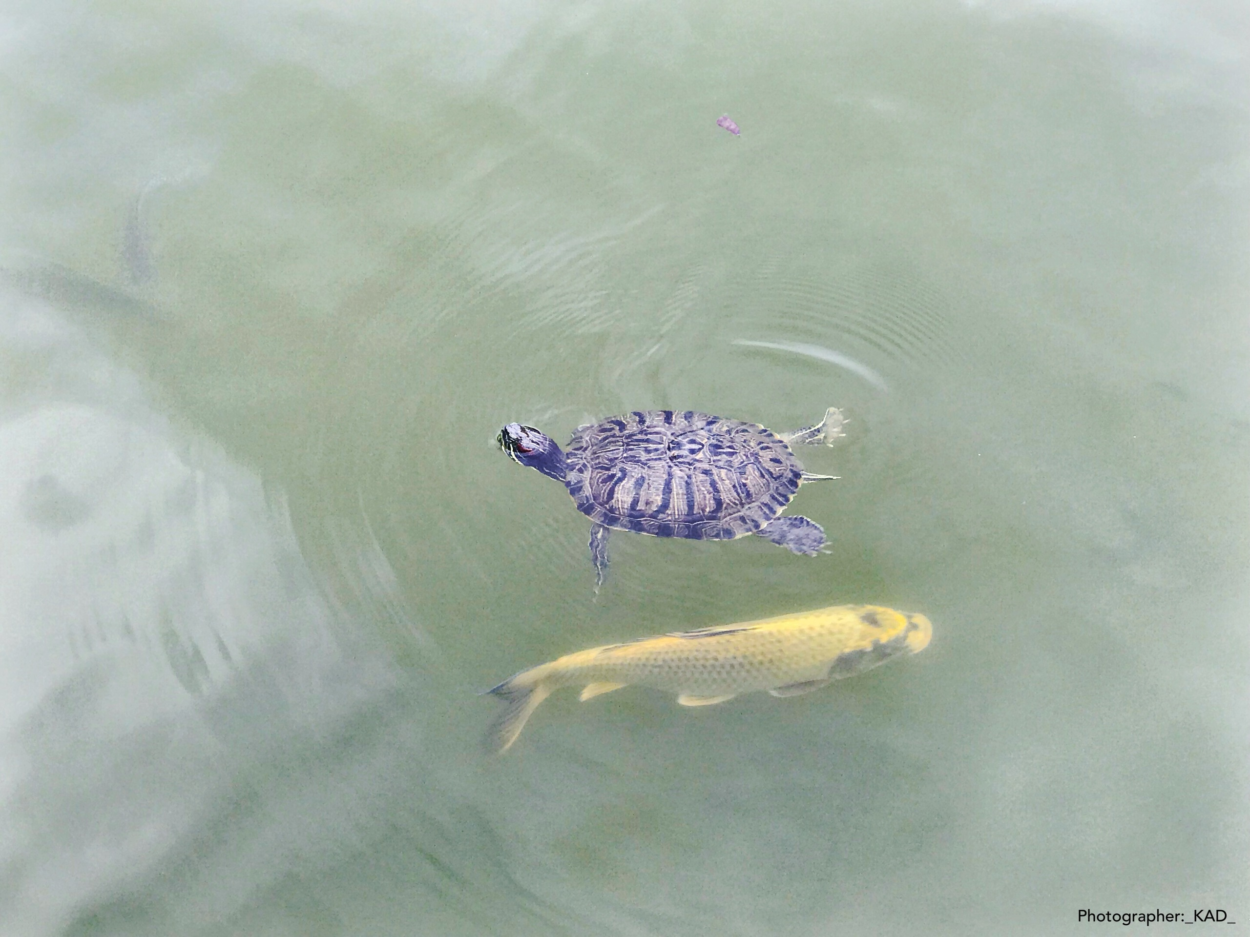 Мир животных. Photographer K.A.D