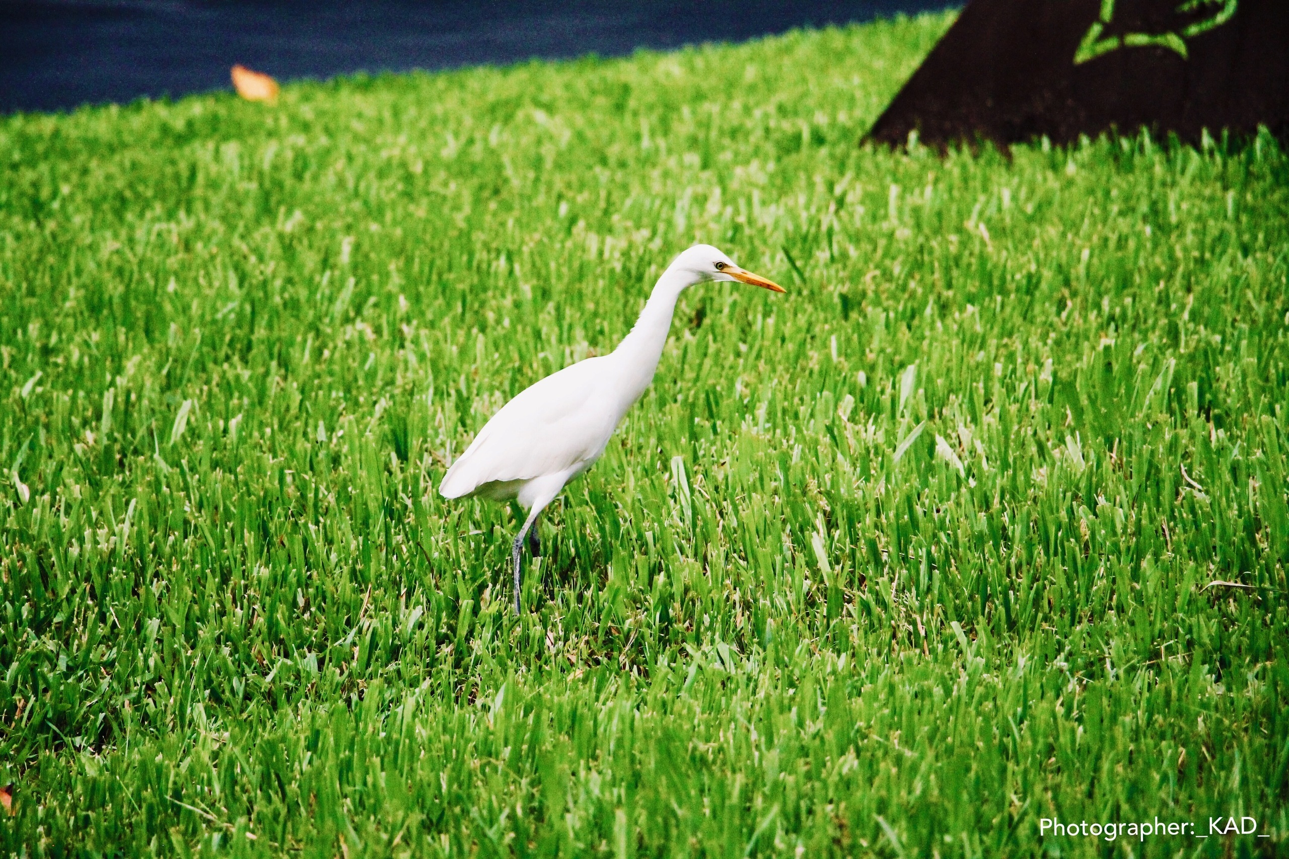 Мир животных. Photographer K.A.D