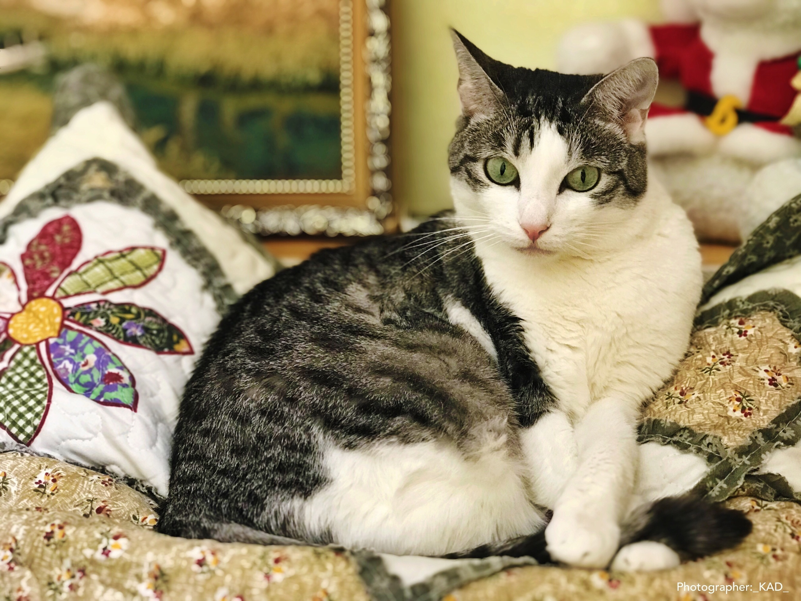 Мир животных. Photographer K.A.D