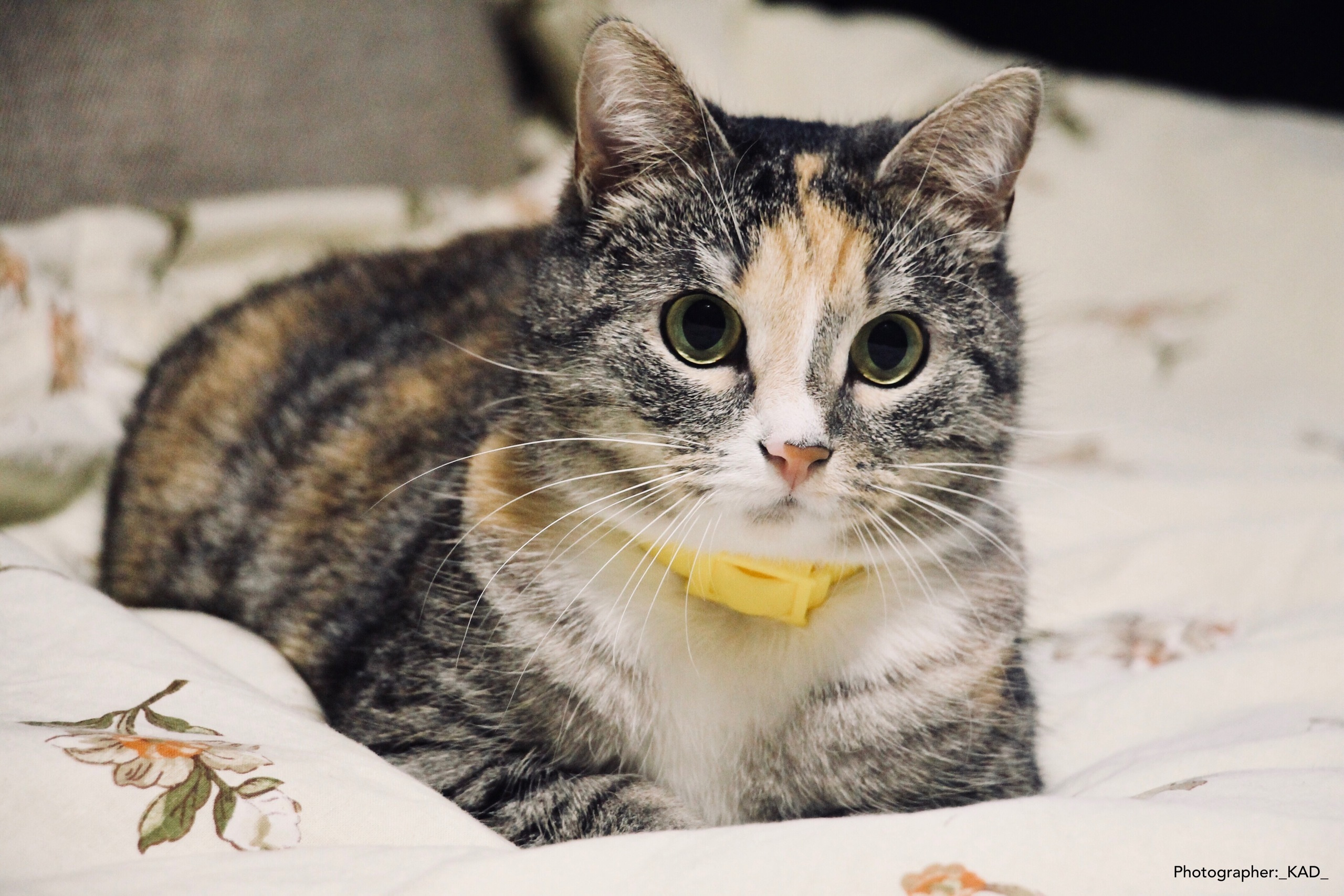 Мир животных. Photographer K.A.D