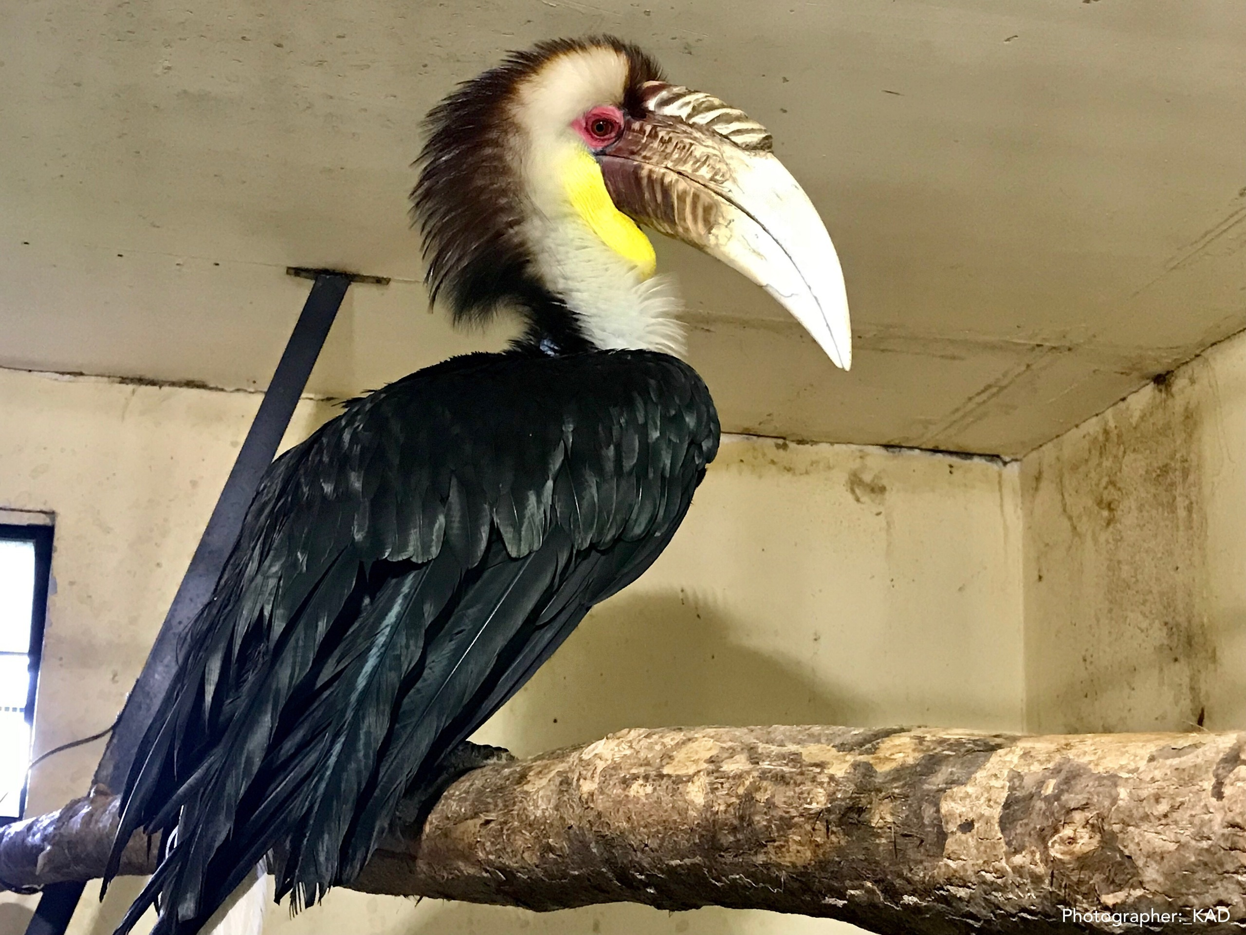 Мир животных. Photographer K.A.D