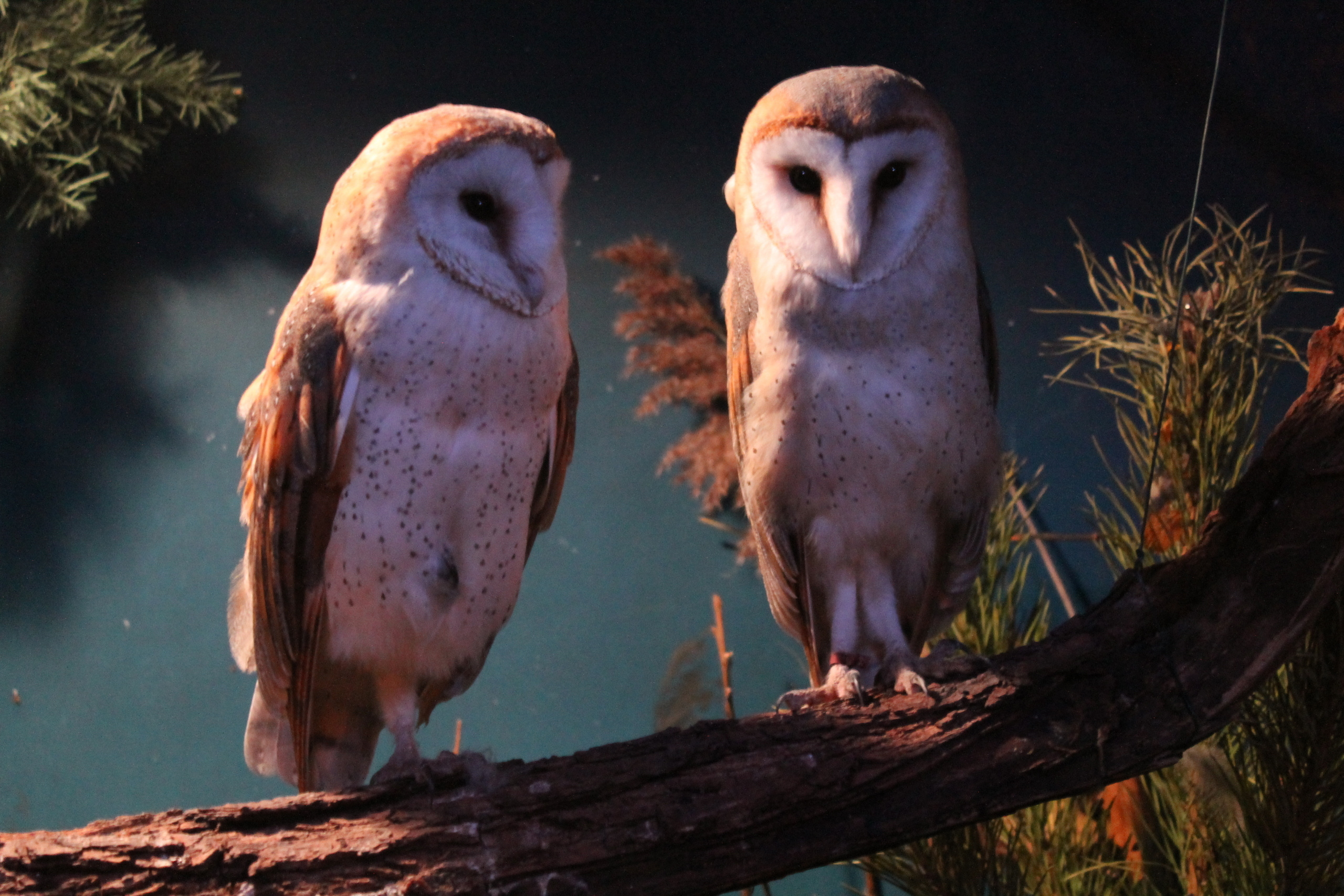 Мир животных. Photographer K.A.D