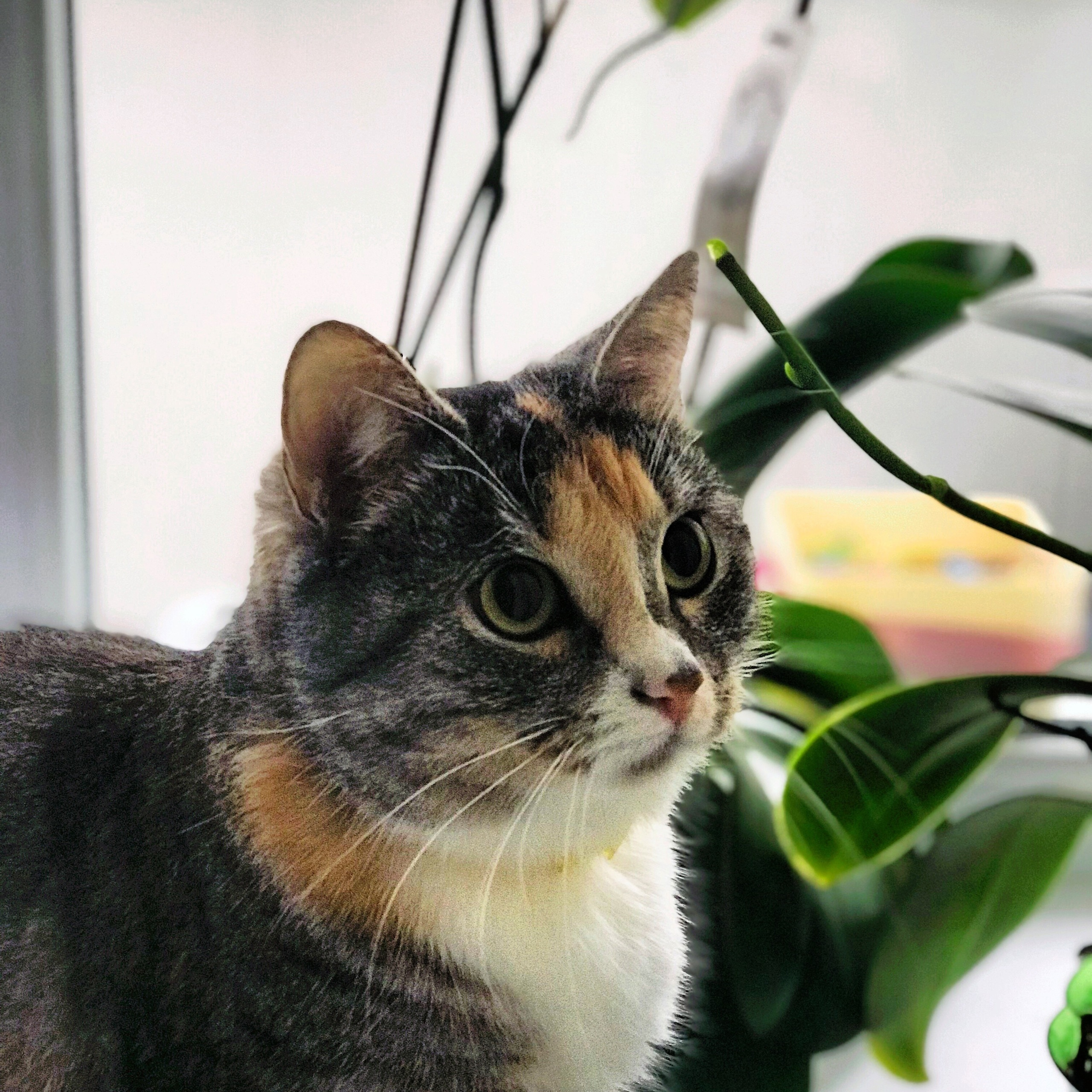 Мир животных. Photographer K.A.D