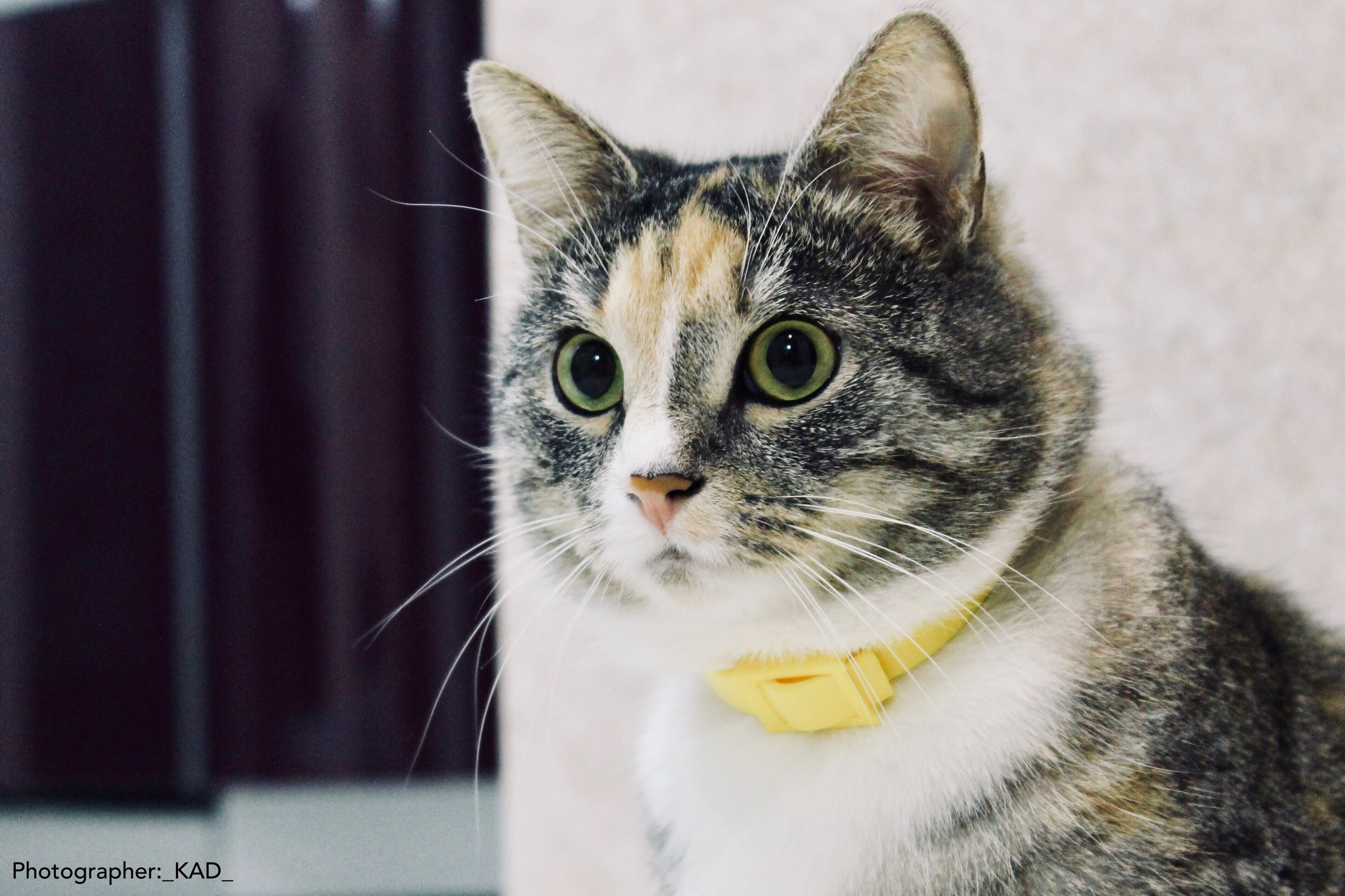 Мир животных. Photographer K.A.D