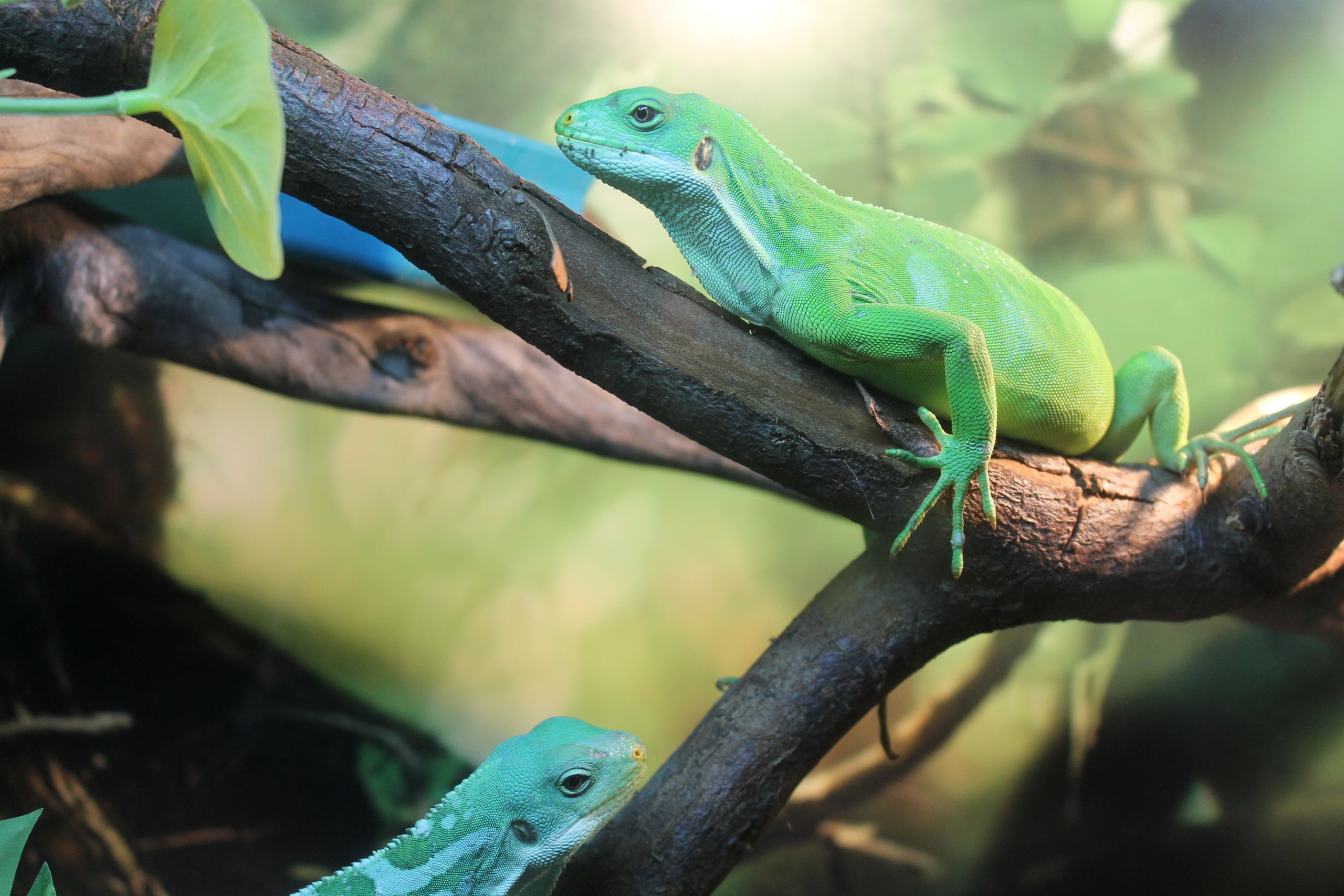 Мир животных. Photographer K.A.D