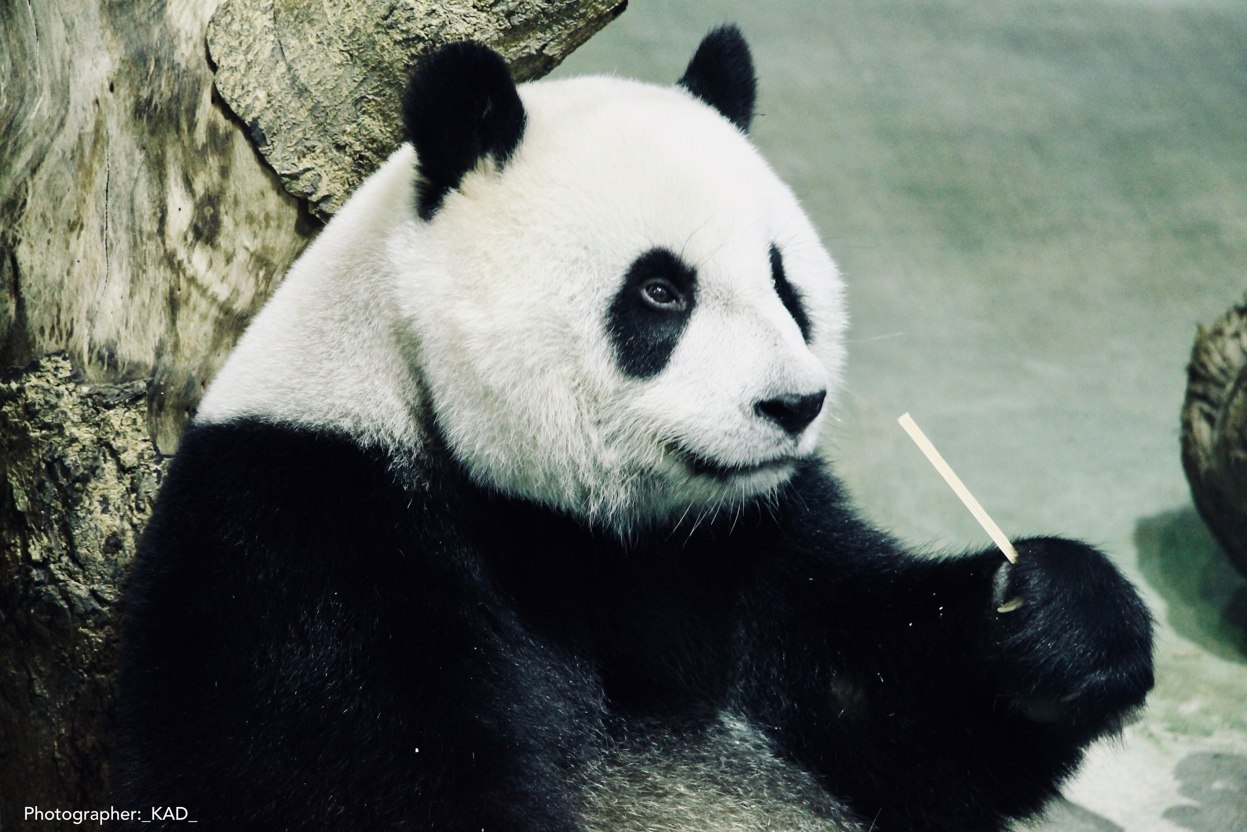 Мир животных. Photographer K.A.D