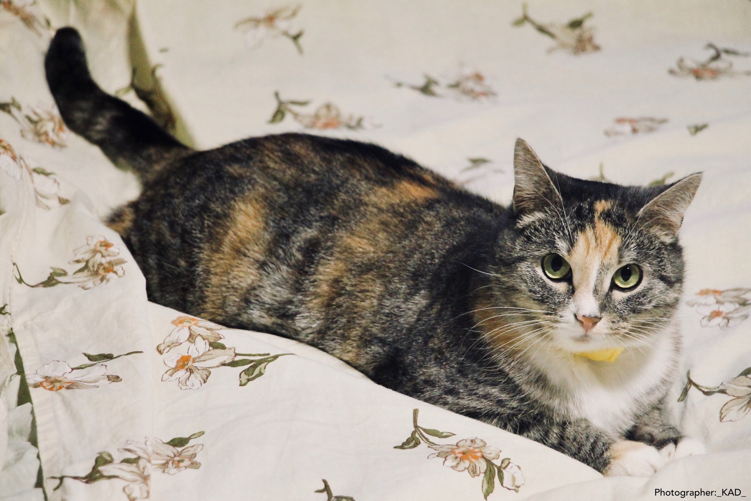 Мир животных. Photographer K.A.D