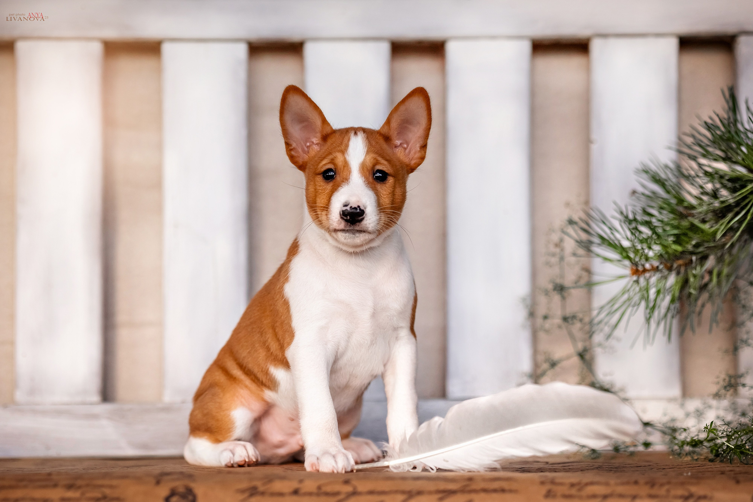 Басенджи. Фотограф анималист Аня Ливанова | Рыбинск