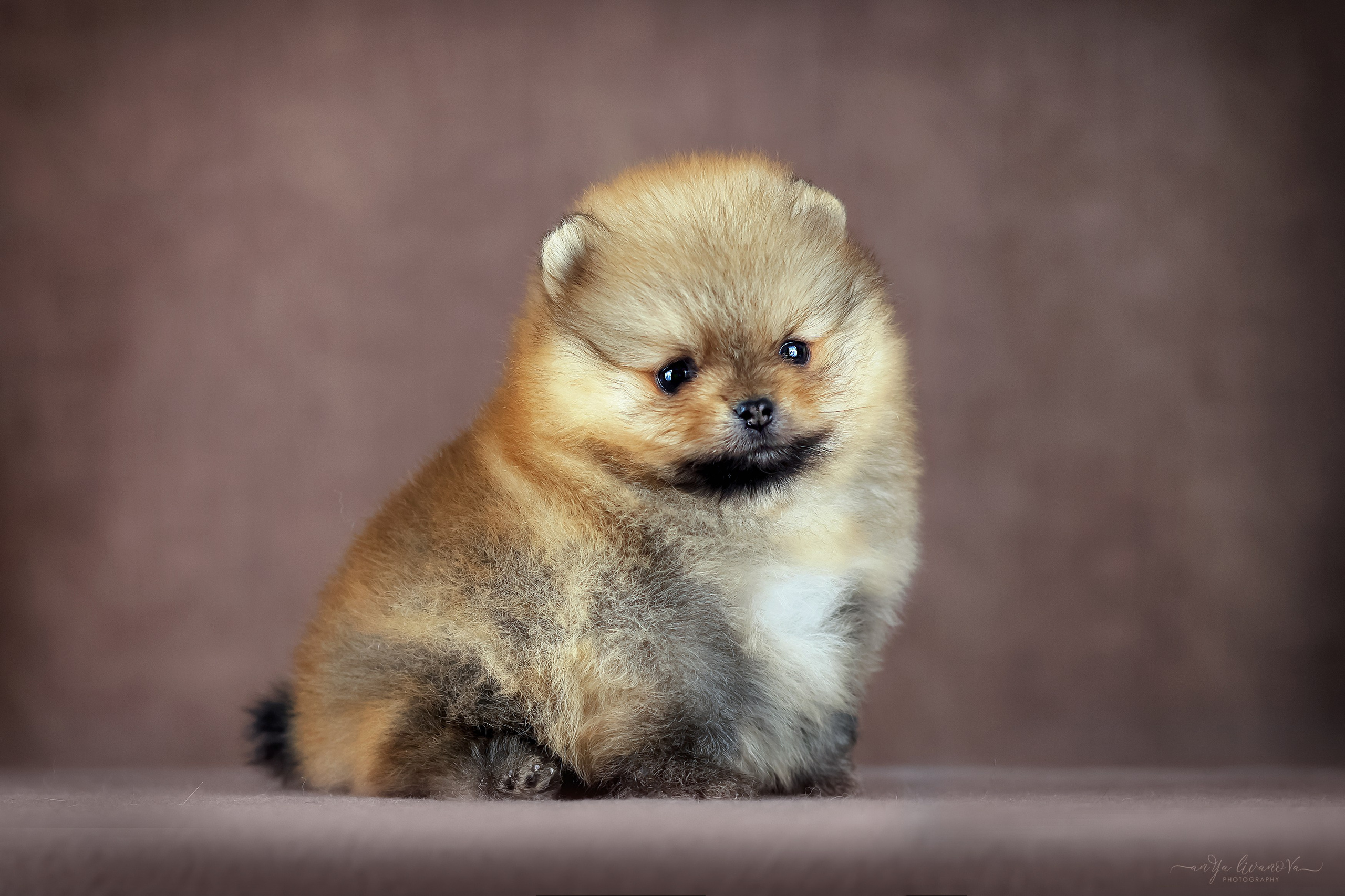 Шпицули. Фотограф анималист Аня Ливанова | Рыбинск