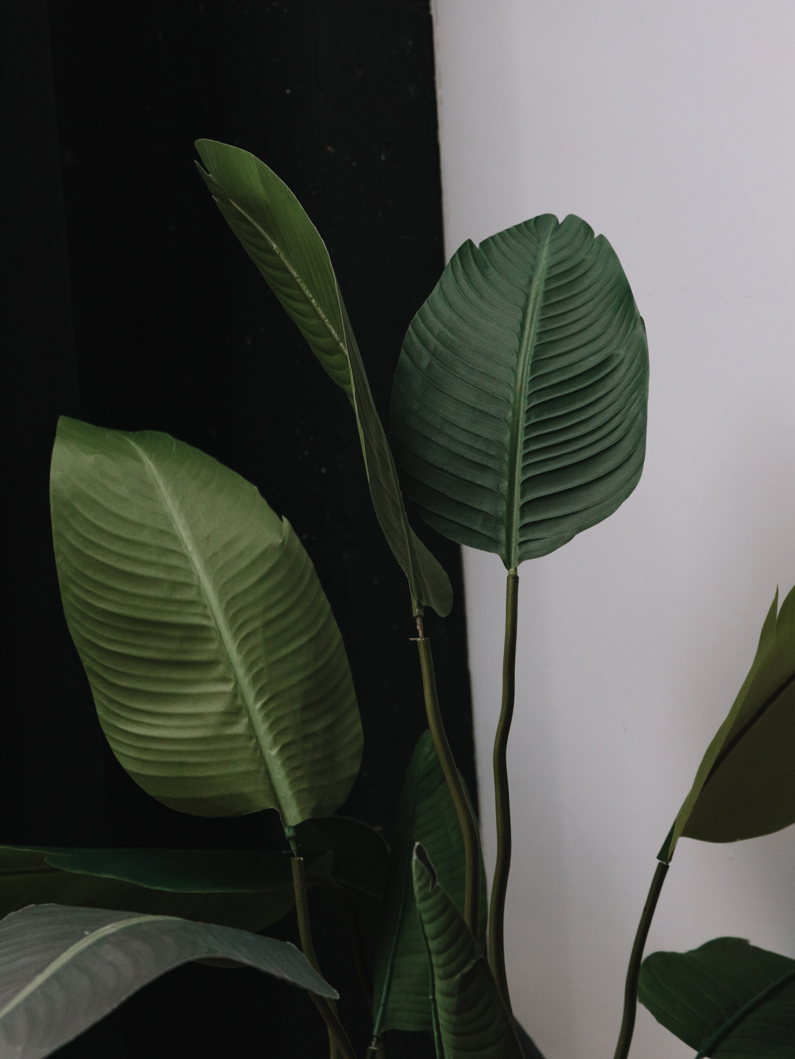 Свадебные съемки. Свадебный фотограф Анна Кучумова