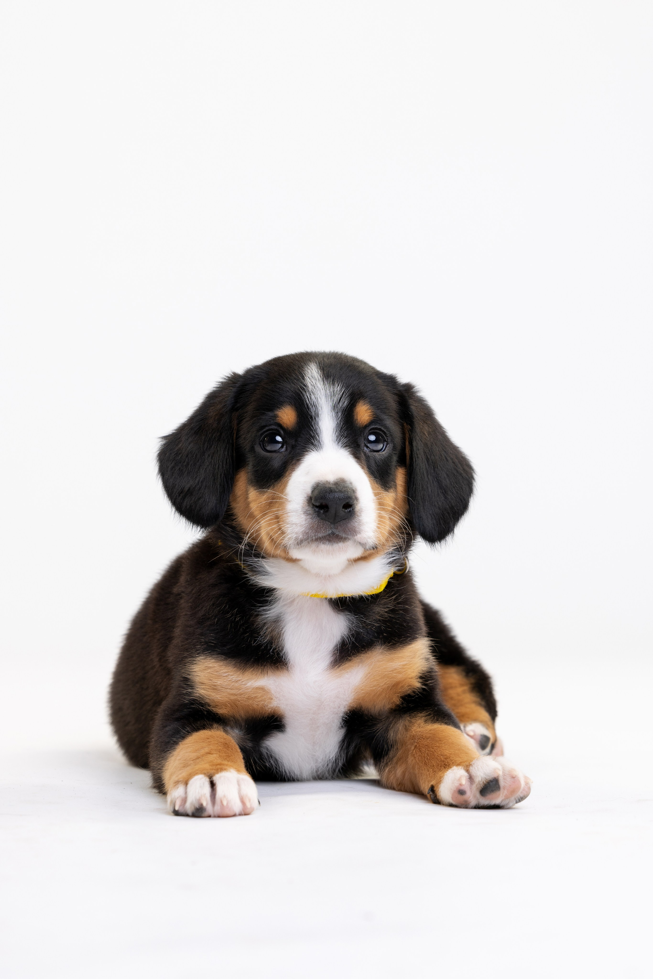 Энтлебухеры. Фотограф анималист Осипчикова Мария