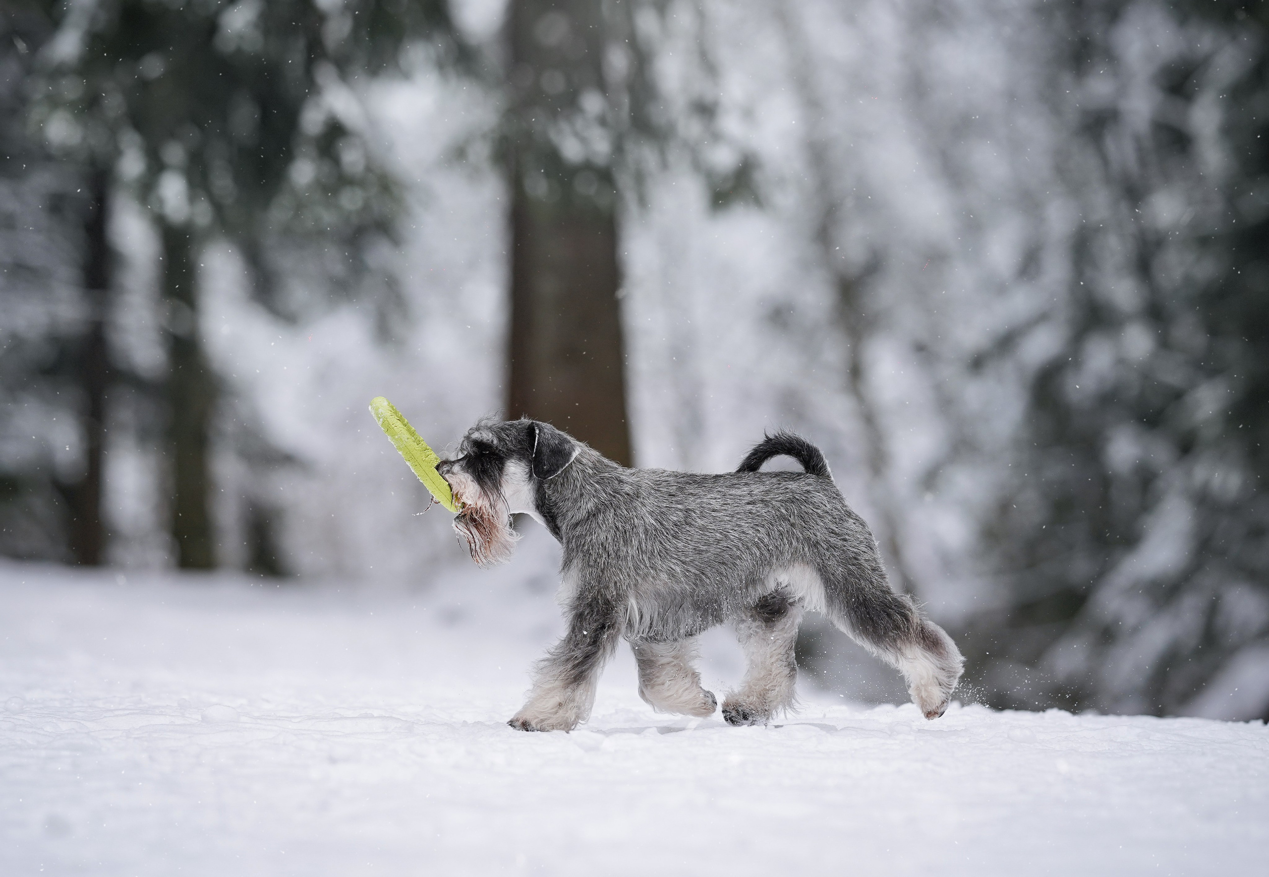 Бенчи и Арчи. Фотограф-анималист в Санкт-Петербурге Яна Мартынова