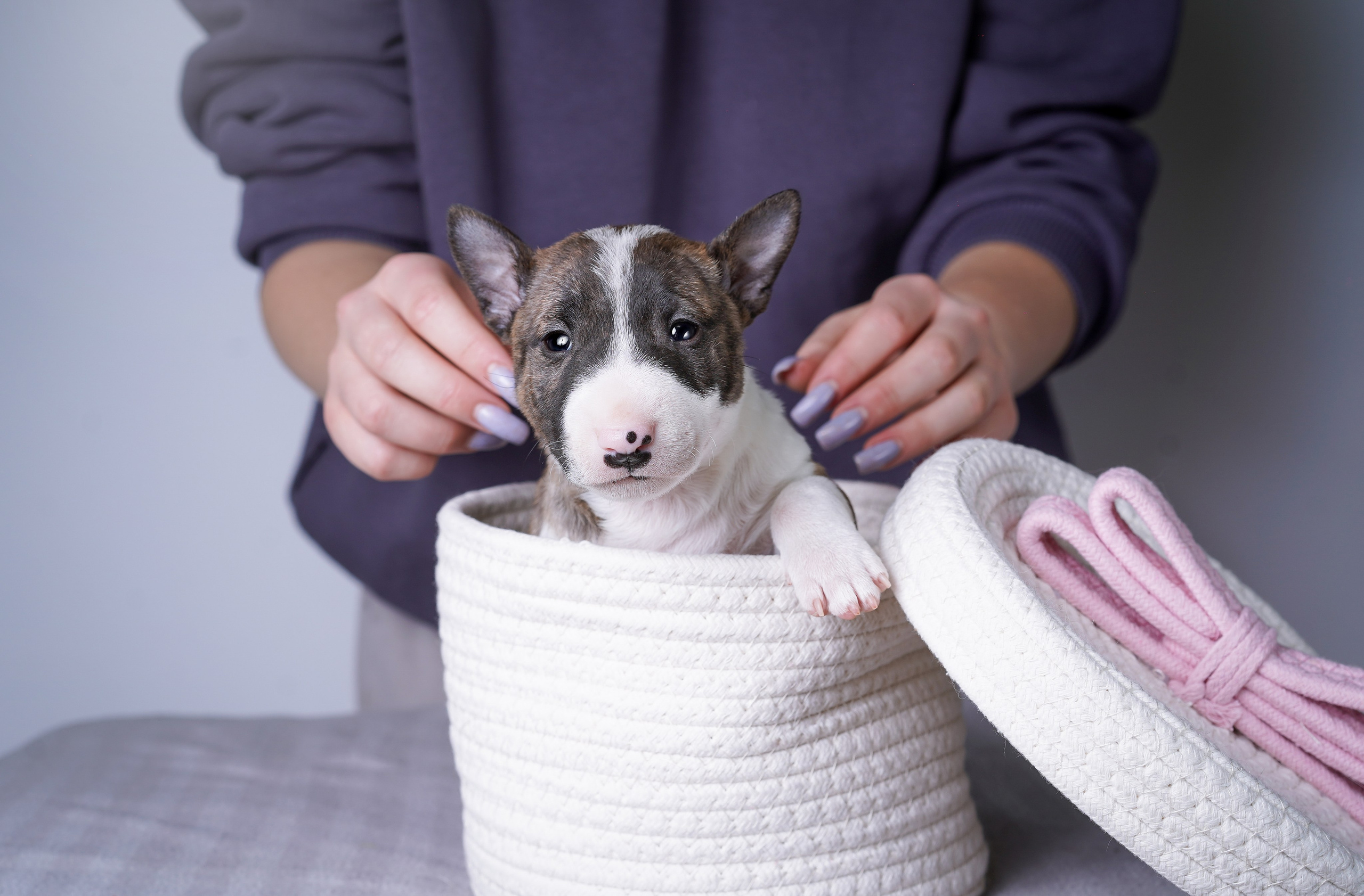Щенки минибуля. Фотограф-анималист в Санкт-Петербурге Яна Мартынова
